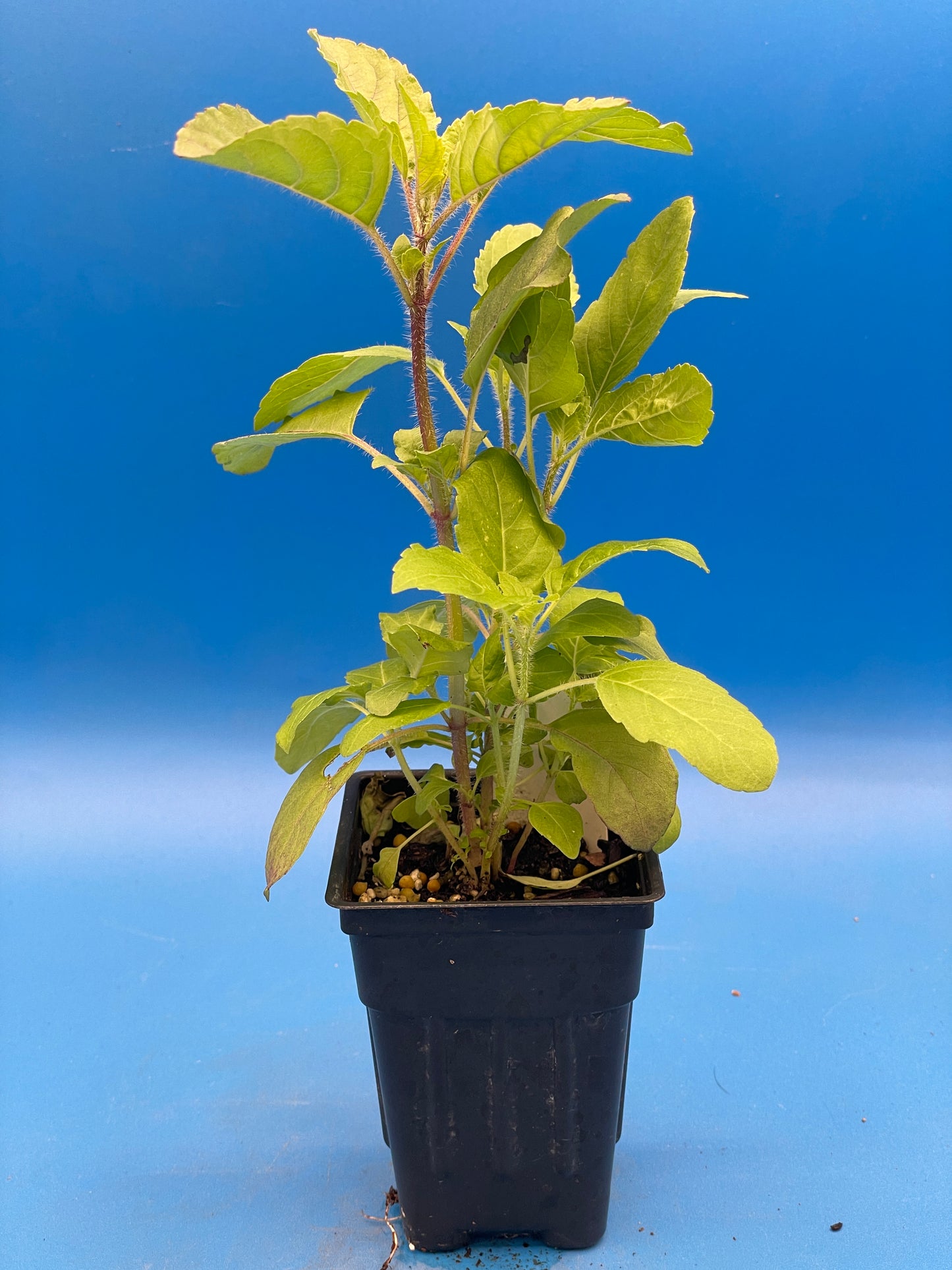 Tulsi, Krishna - Live Plant 3" Starter Pot - Holy Basil - Ocimum Sanctum