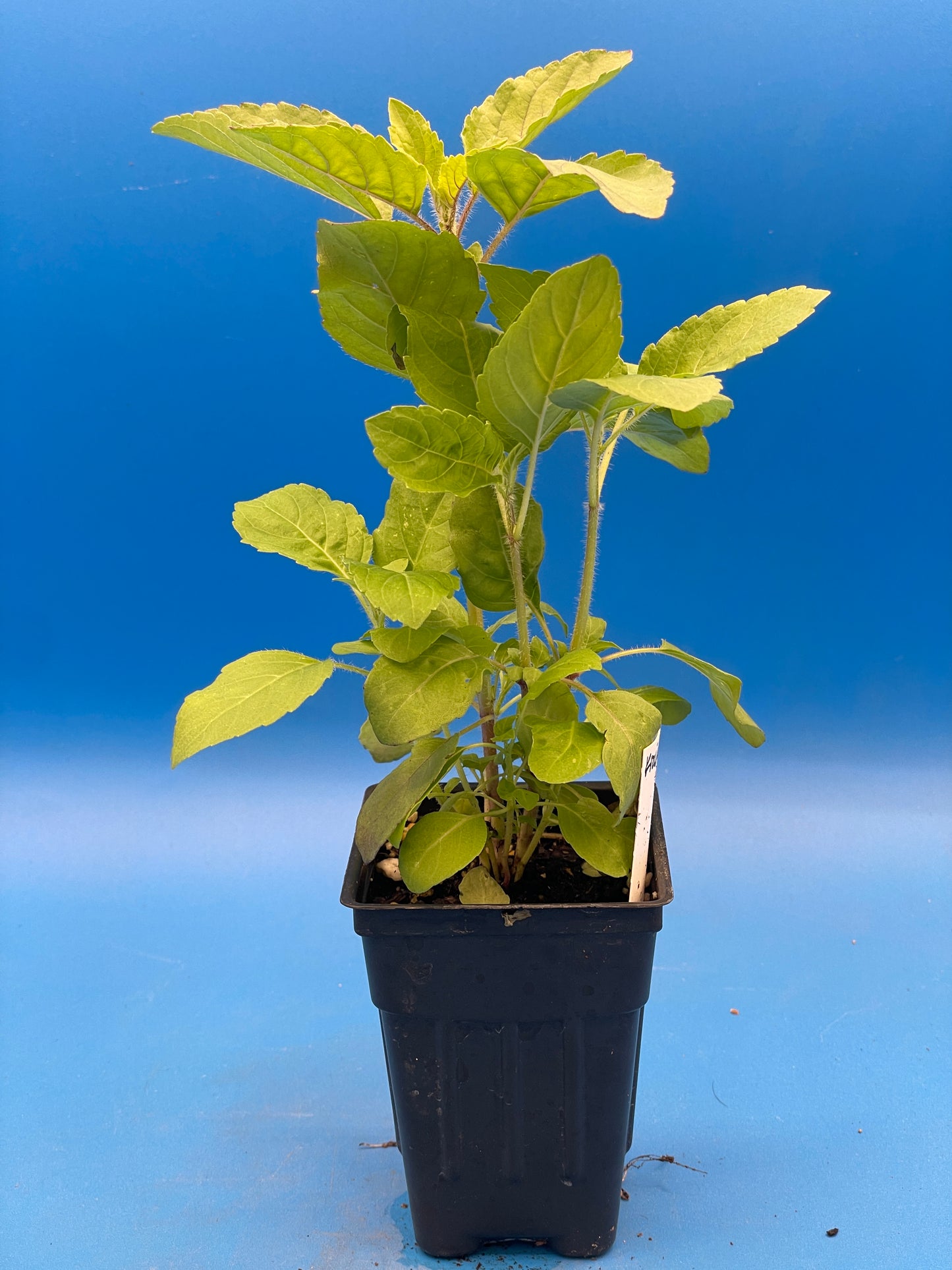 Tulsi, Krishna - Live Plant 3" Starter Pot - Holy Basil - Ocimum Sanctum