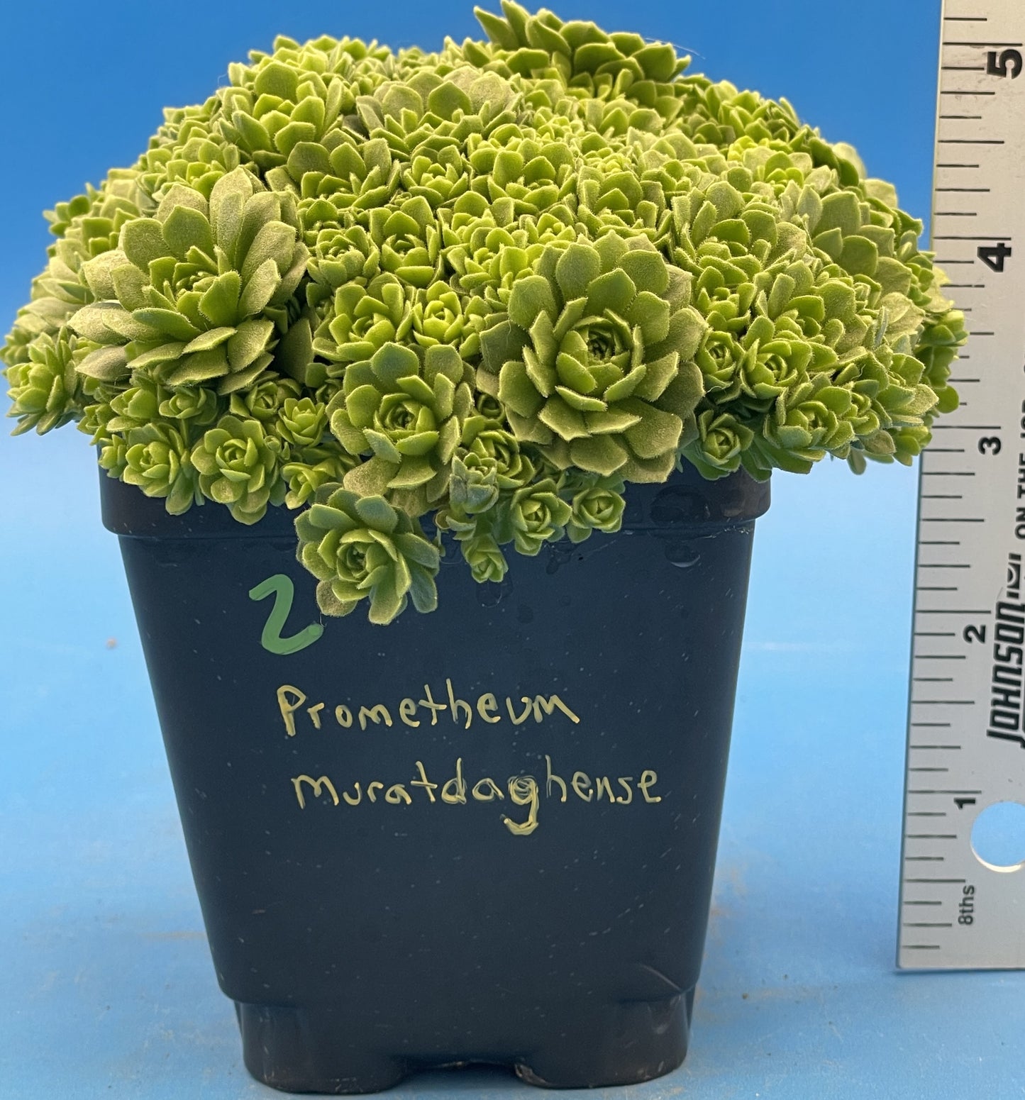 Turkish Stonecrop - RARE - HUGE - Prometheum Muratdaghense - Ships in 3.5” pot