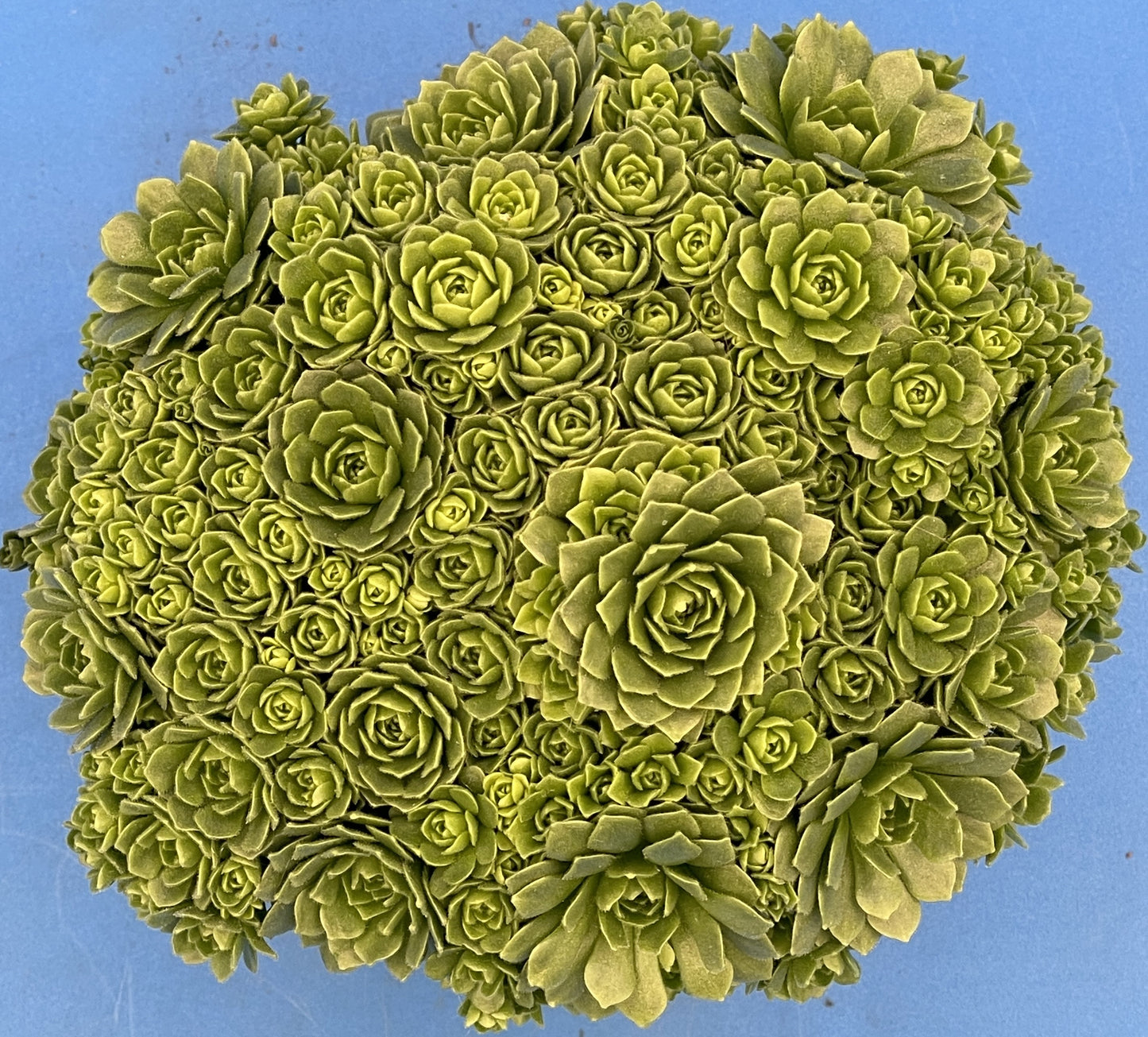 Turkish Stonecrop - RARE - HUGE - Prometheum Muratdaghense - Ships in 3.5” pot
