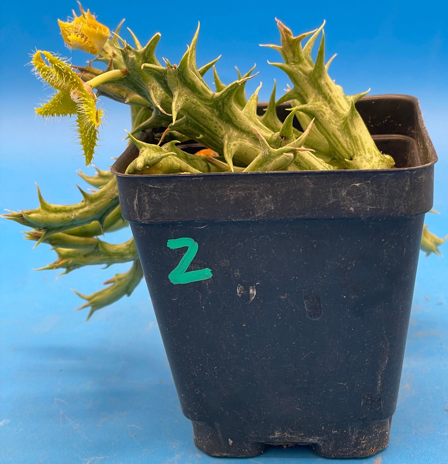Orbea Dummeri BLOOMING-EXACT PLANT! 4" Pot WELL ROOTED Ready For Hanging Basket! 5-17-25 pics