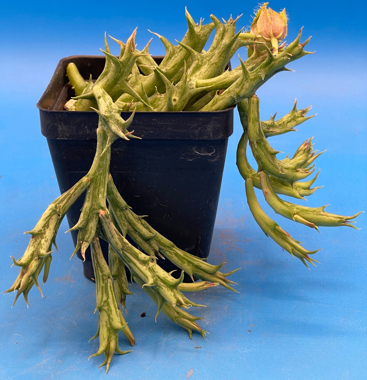 Orbea Dummeri BLOOMING-EXACT PLANT! 4" Pot WELL ROOTED Ready For Hanging Basket! 5-17-25 pics