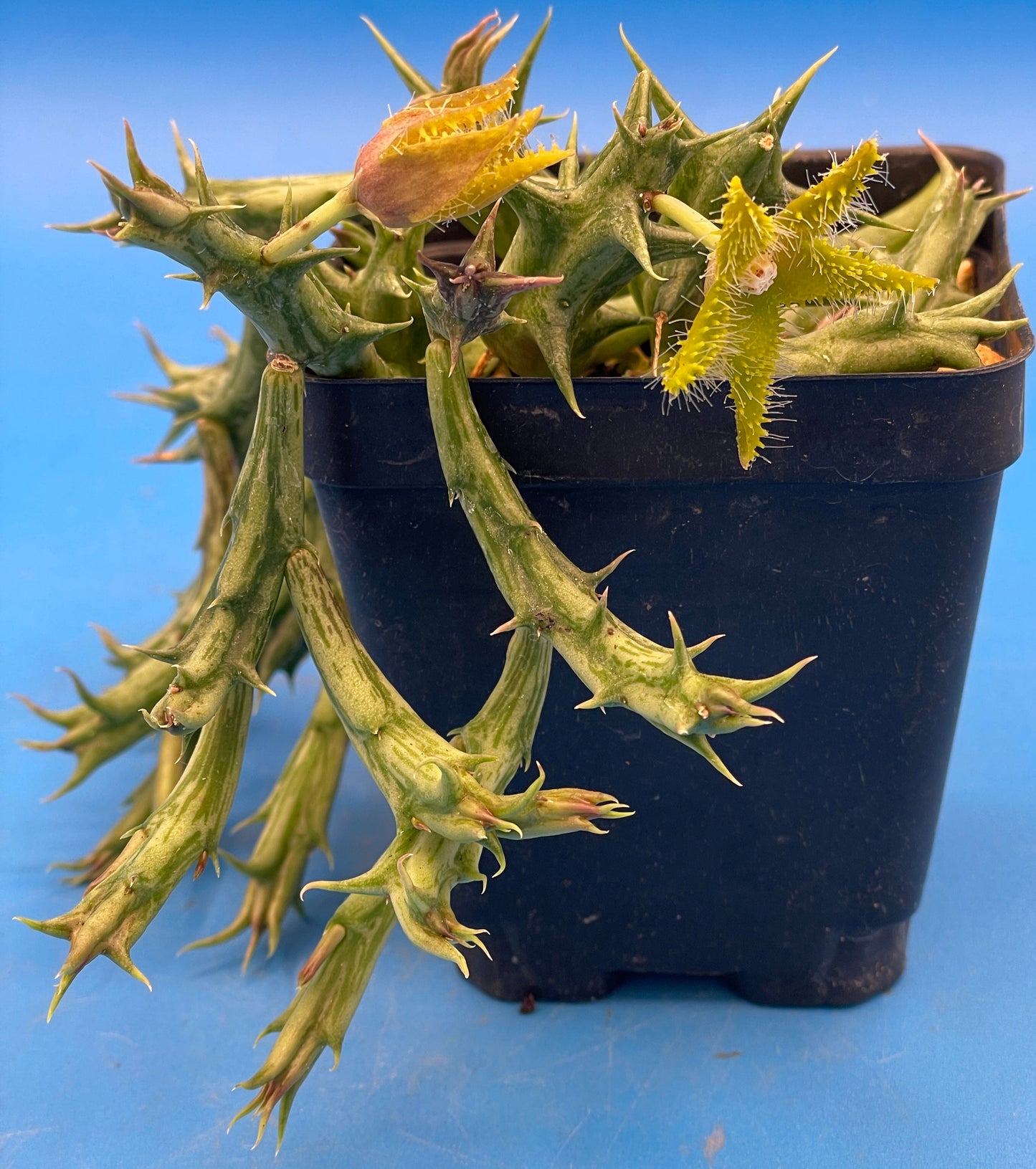 Orbea Dummeri BLOOMING-EXACT PLANT! 4" Pot WELL ROOTED Ready For Hanging Basket! 5-17-25 pics