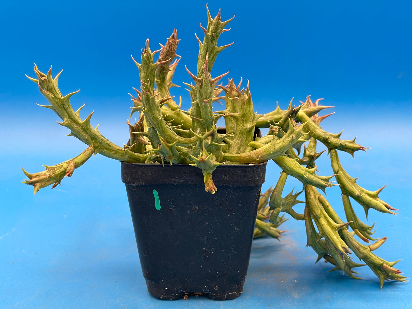 Orbea Dummeri - EXACT PLANT! GIANT! 3.5" Pot Ready 4 Hanging Basket! So Healthy!