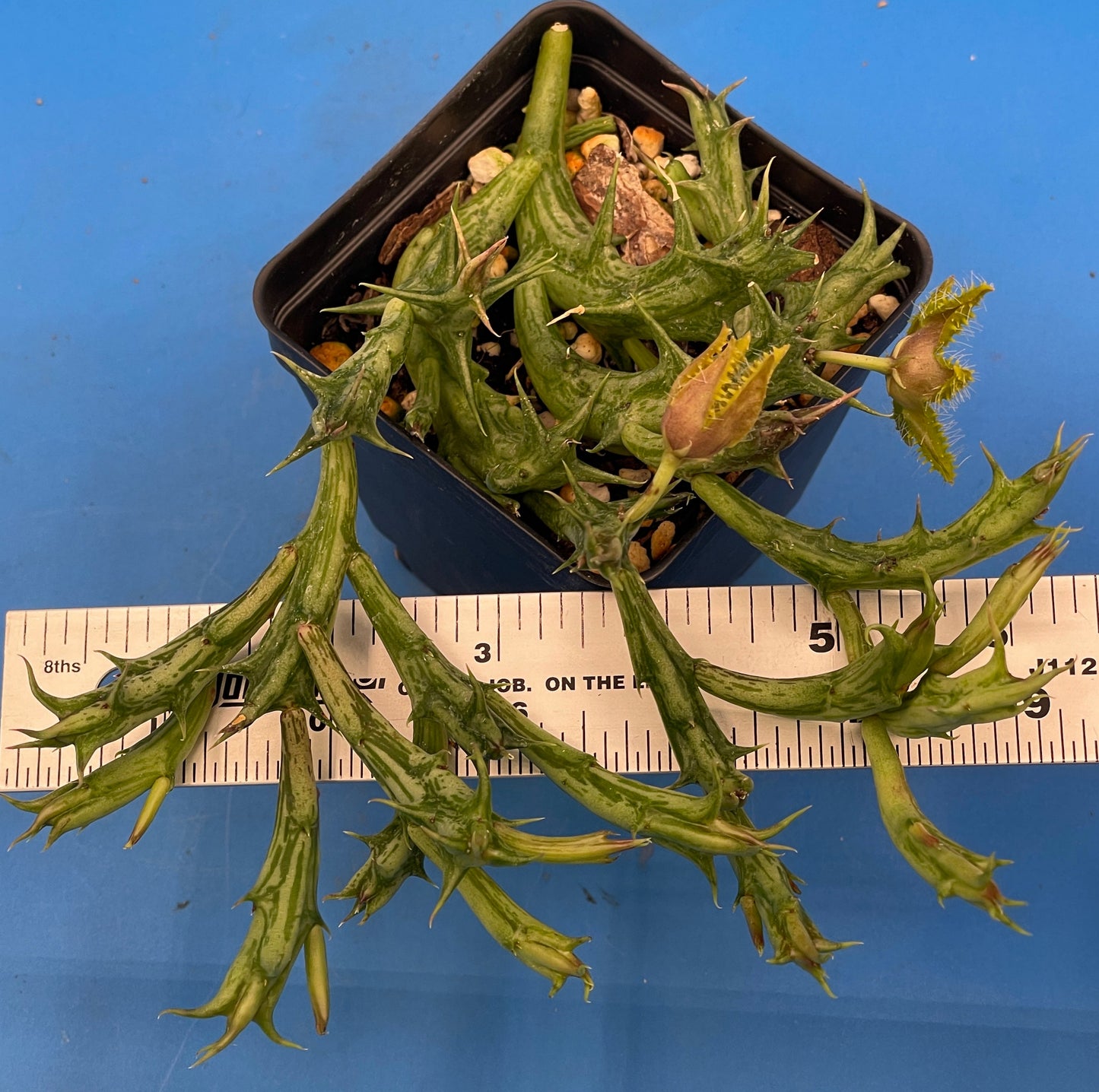 Orbea Dummeri BLOOMING-EXACT PLANT! 4" Pot WELL ROOTED Ready For Hanging Basket! 5-17-25 pics