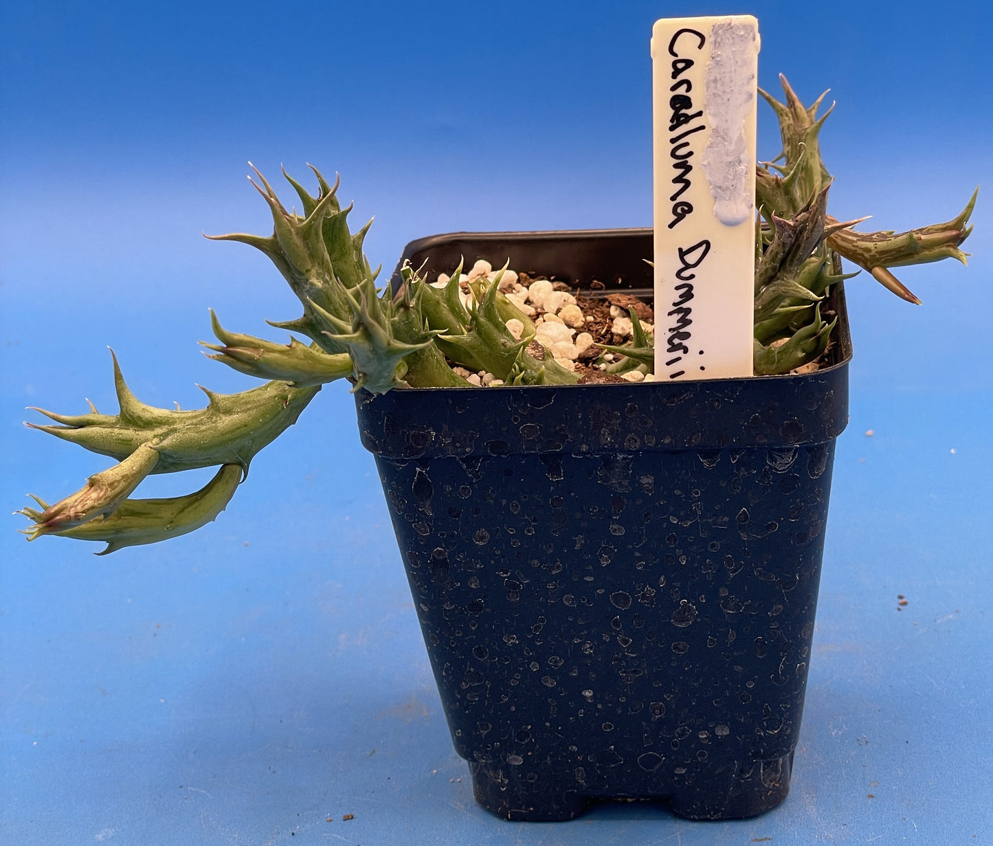 Orbea Dummeri Live Plant In 3.5" Pot - WELL ROOTED RARE! - Super Healthy!!!