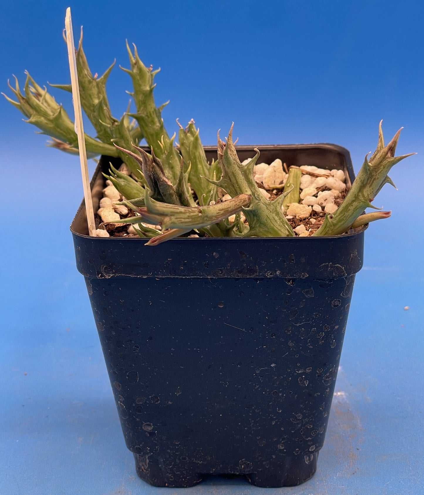 Orbea Dummeri Live Plant In 3.5" Pot - WELL ROOTED RARE! - Super Healthy!!!