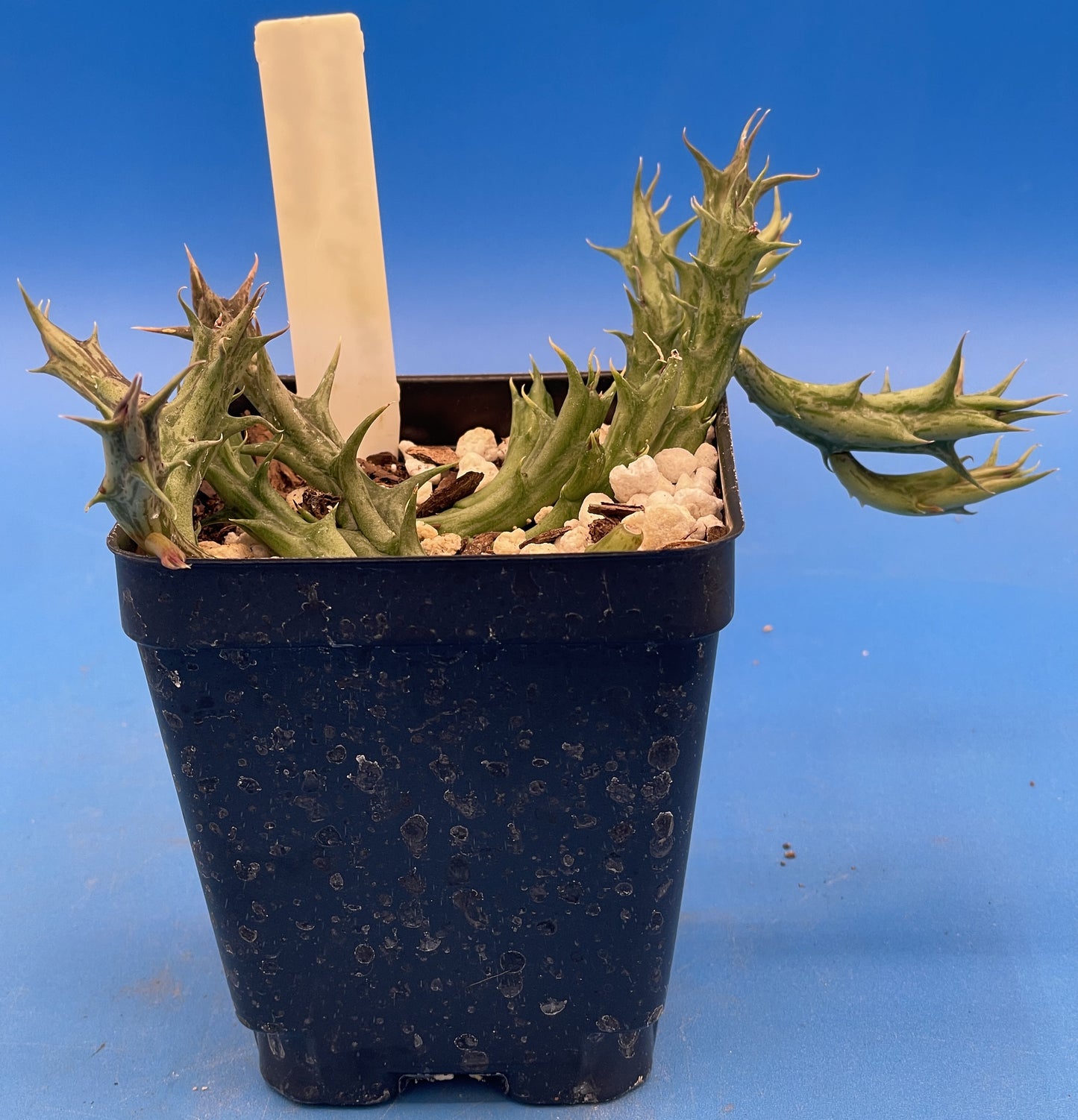 Orbea Dummeri Live Plant In 3.5" Pot - WELL ROOTED RARE! - Super Healthy!!!