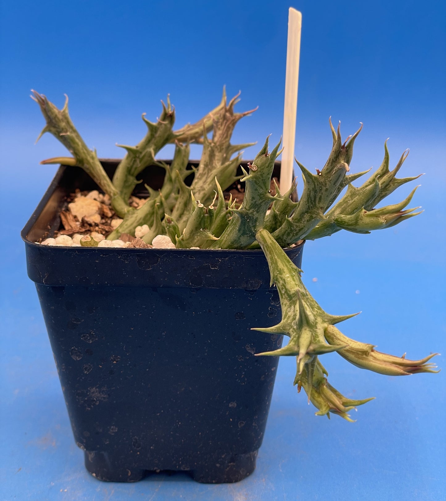 Orbea Dummeri Live Plant In 3.5" Pot - WELL ROOTED RARE! - Super Healthy!!!