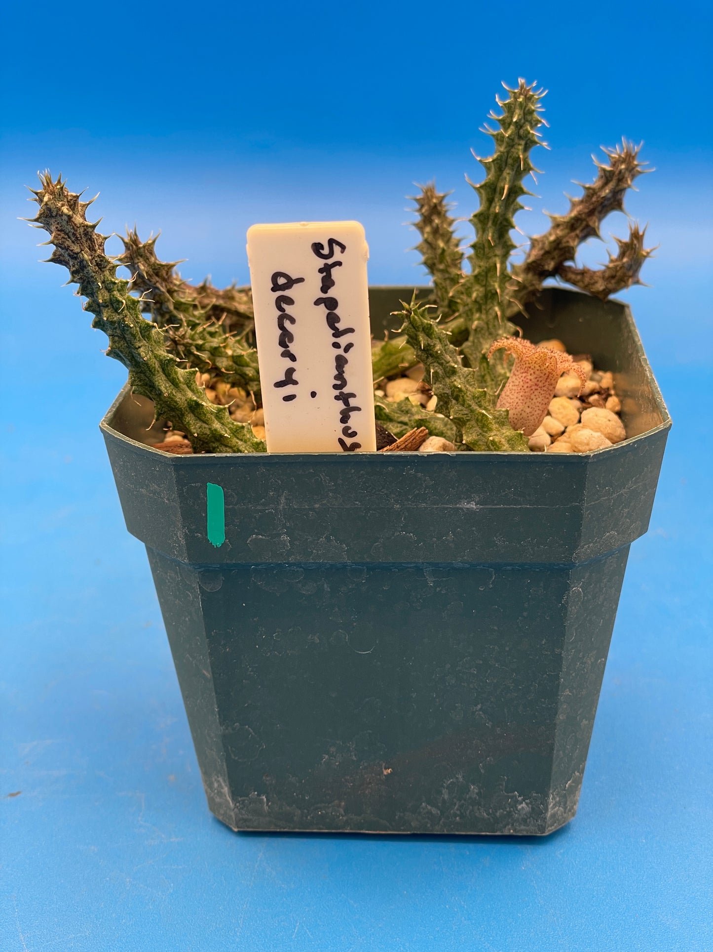 Stapelianthus Decaryi Extremely Rare - ROOTED - Growing In 3.5" Pot (#1) - Cannot Ship To California Or Arizona