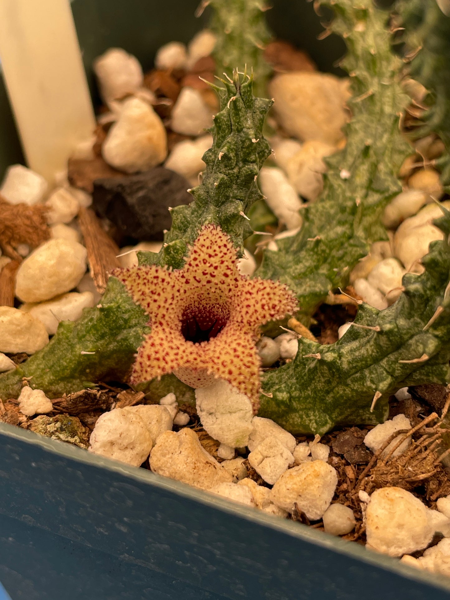 Stapelianthus Decaryi Extremely Rare - ROOTED - Growing In 3.5" Pot (#1) - Cannot Ship To California Or Arizona