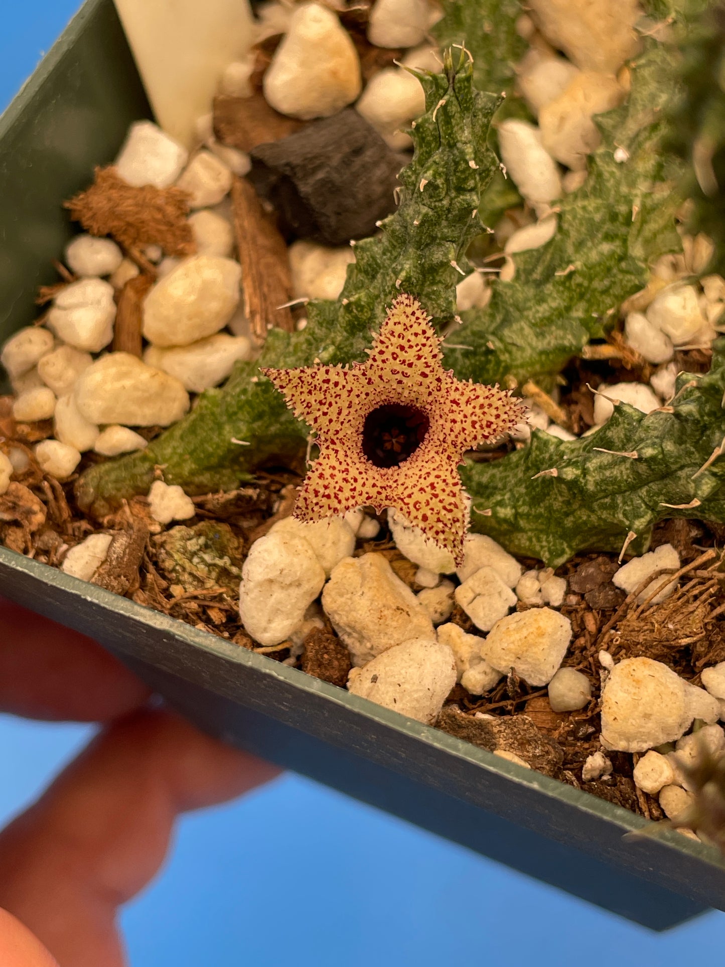 Stapelianthus Decaryi Extremely Rare - ROOTED - Growing In 3.5" Pot (#1) - Cannot Ship To California Or Arizona