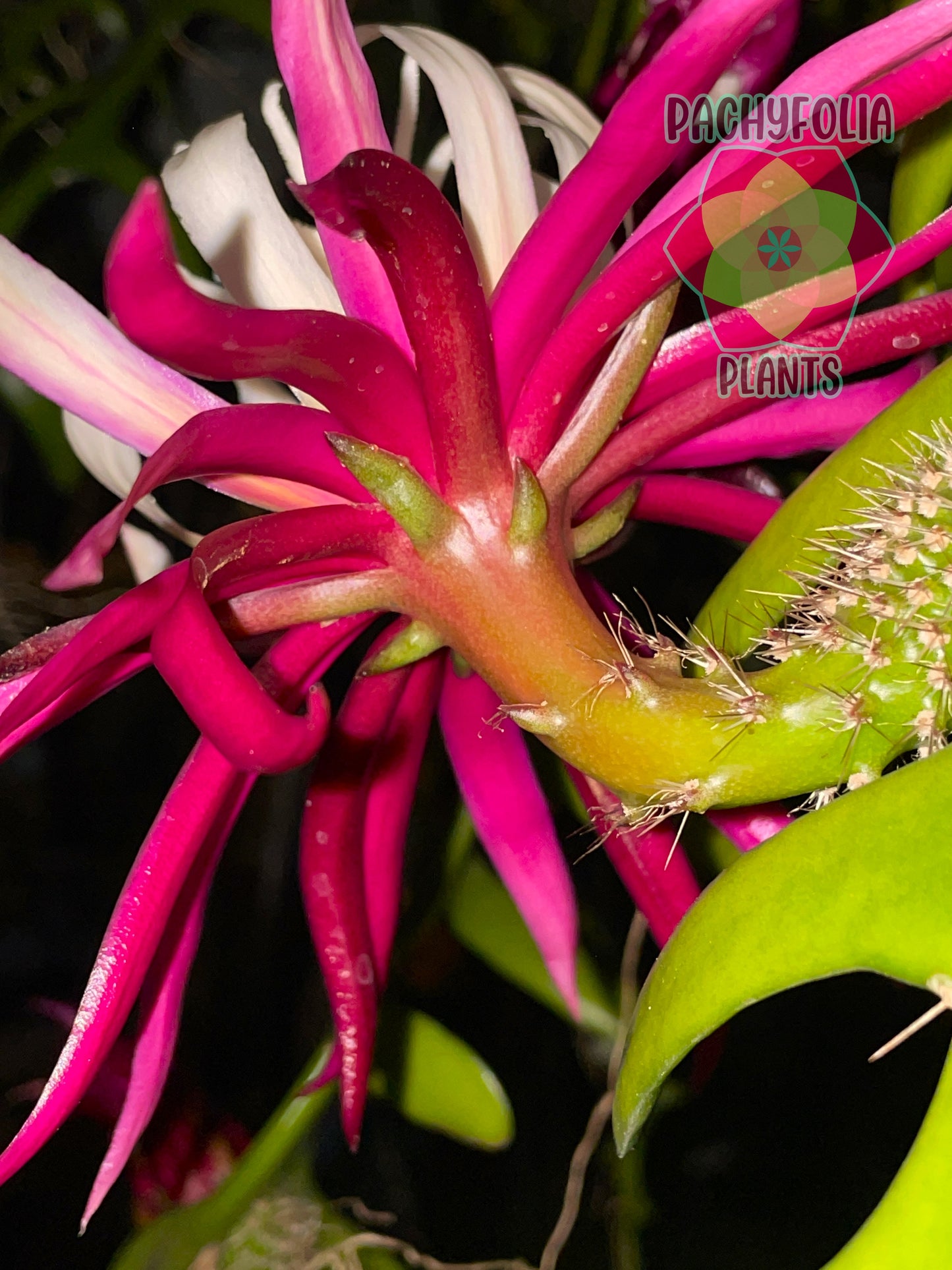 Selenicereus anthonyanus - Ric-Rac Cactus - 3" Starter Pot