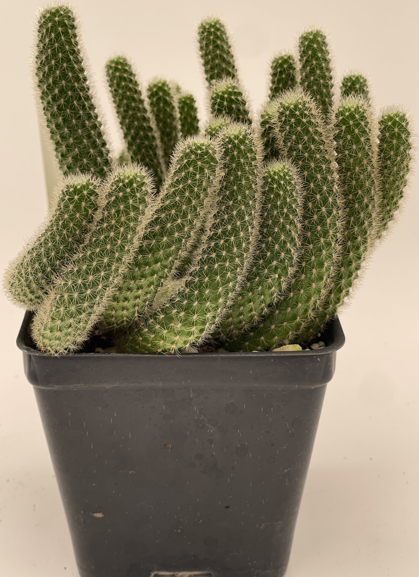 Rebutia Fabrisii Cactus - Huge Plant in 3.5" Pot - Masses Of Orange Flowers! Little Mouse Cactus - No Shipping To California Or Arizona!
