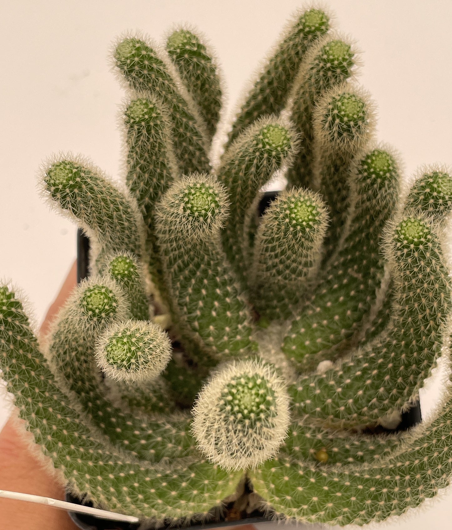 Rebutia Fabrisii Cactus - Huge Plant in 3.5" Pot - Masses Of Orange Flowers! Little Mouse Cactus - No Shipping To California Or Arizona!