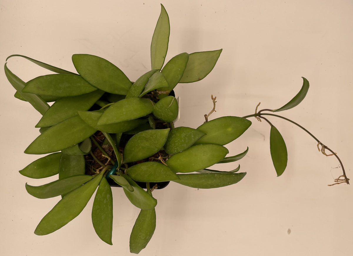 Hoya Davidcummingii -Rooted In 3.5" Pot- Will Bloom Year Round! Multiple Nodes