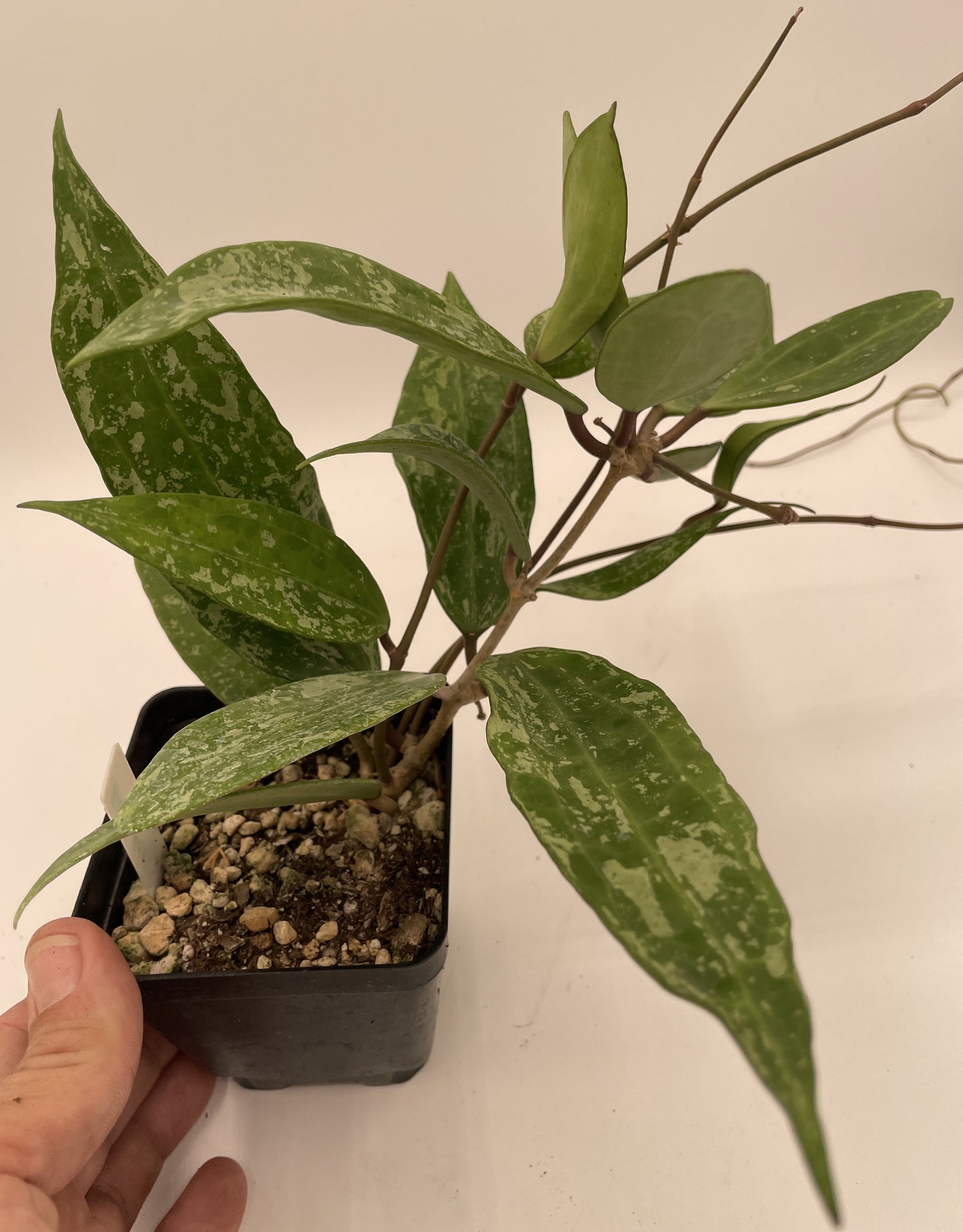 Hoya sp Rangsan Fully Rooted Grown In 3.5" pot