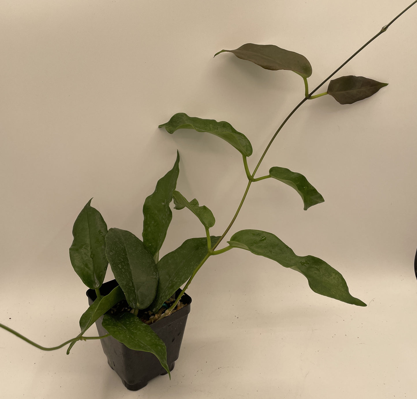 Hoya Kaimuki RARE! Well Rooted - Grown In 3.5" pot - Very Healthy