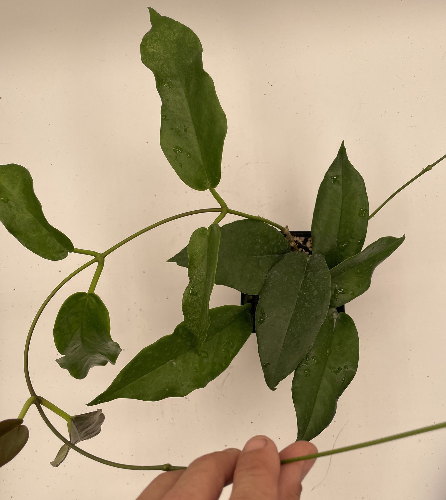 Hoya Kaimuki RARE! Well Rooted - Grown In 3.5" pot - Very Healthy