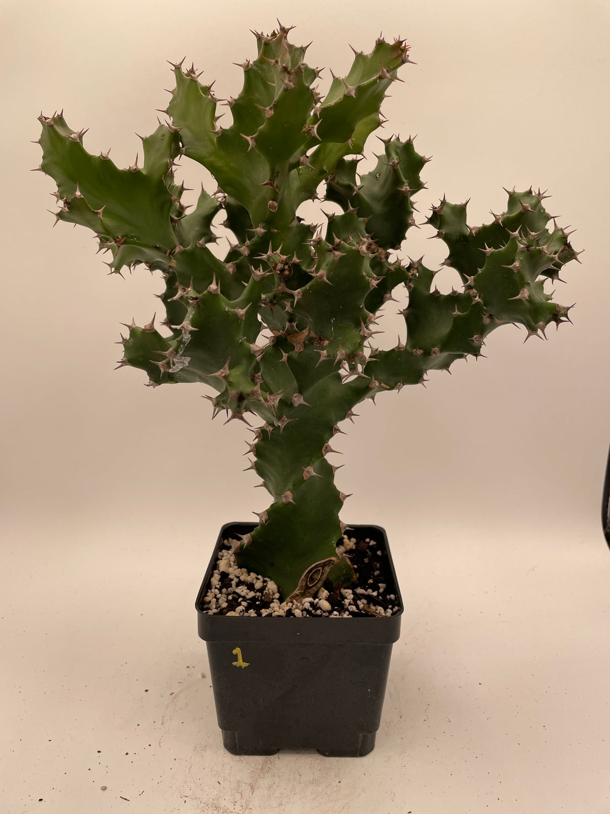Euphorbia Tortilis - Spiral Euphorbia - 4.5" Pot Twisted Spurge - OVERSIZED!