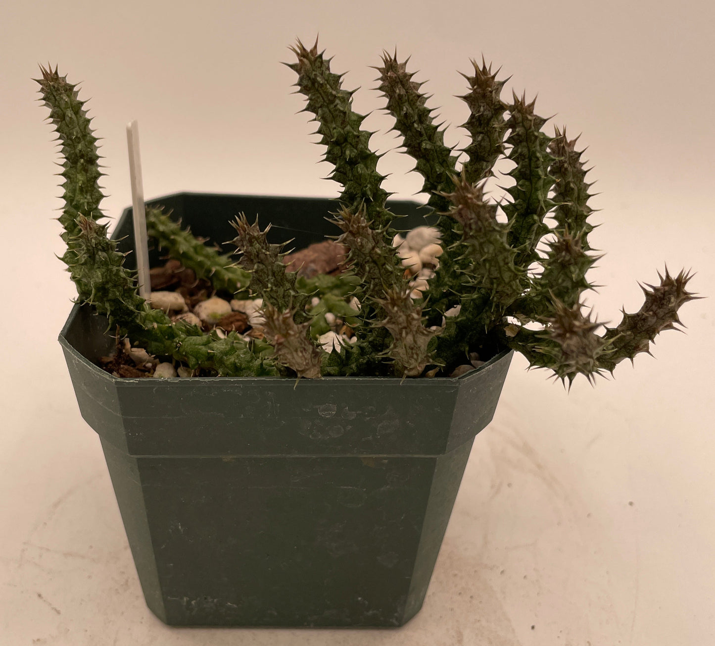 Stapelianthus Decaryi Extremely Rare - Exact Plant! - VERY FULL - Growing In 3.5" Pot - Cannot Ship To California or Arizona!