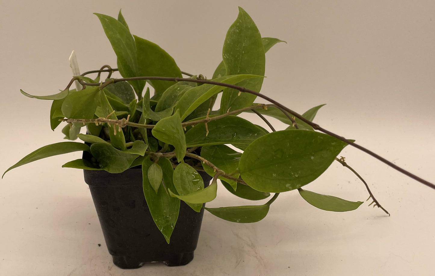 Hoya Limoniaca RARE! Rooted, Mature & Well Grown in 3.5" pot