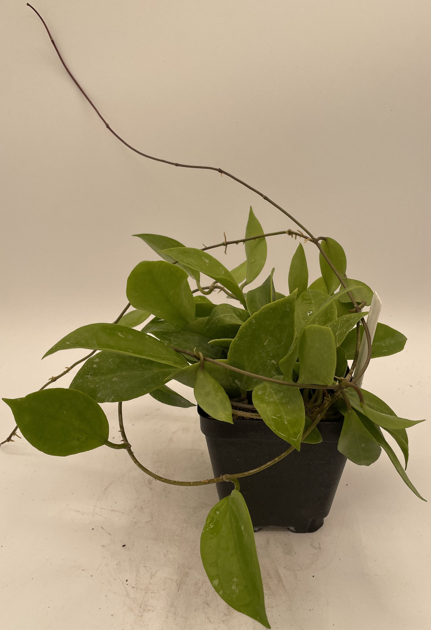 Hoya Limoniaca RARE! Rooted, Mature & Well Grown in 3.5" pot