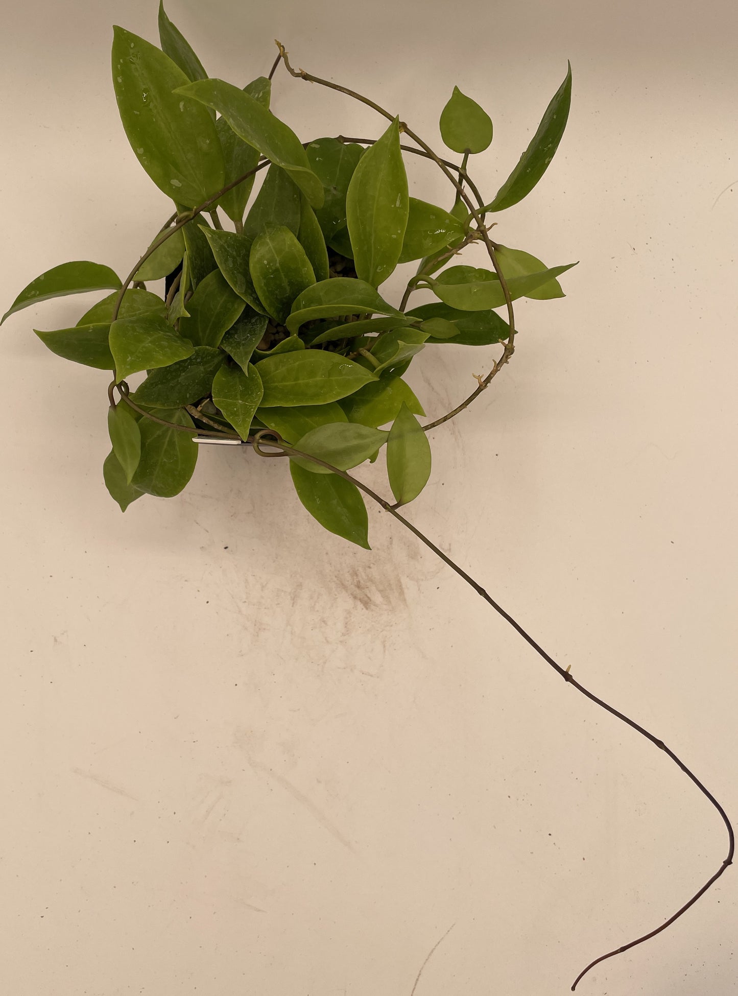 Hoya Limoniaca RARE! Rooted, Mature & Well Grown in 3.5" pot