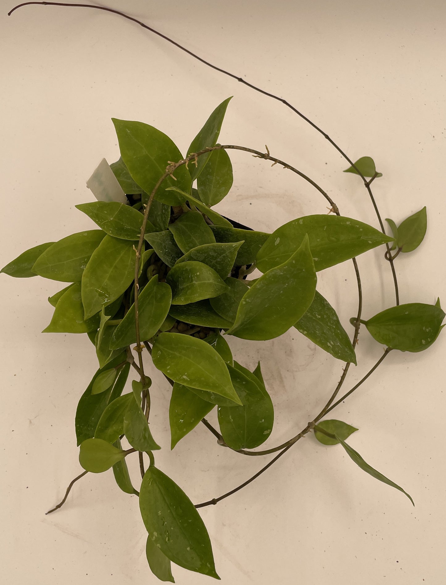 Hoya Limoniaca RARE! Rooted, Mature & Well Grown in 3.5" pot