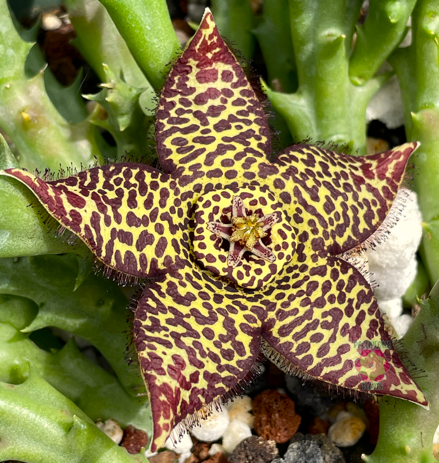 Orbea Halipedicola - Yellow Flower Form - Rooted in 3.5" Pot - RARE