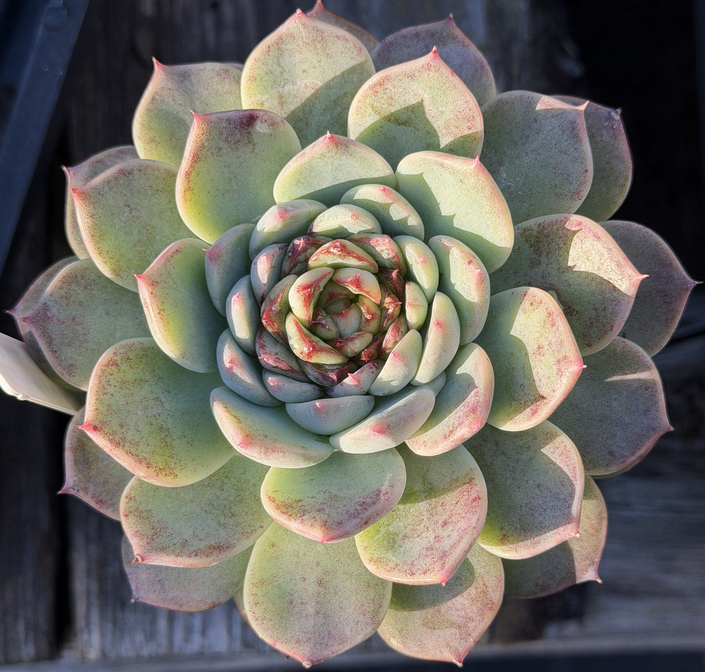 Echeveria 'Red Velvet' - Hens And Chicks - 3.5” pot