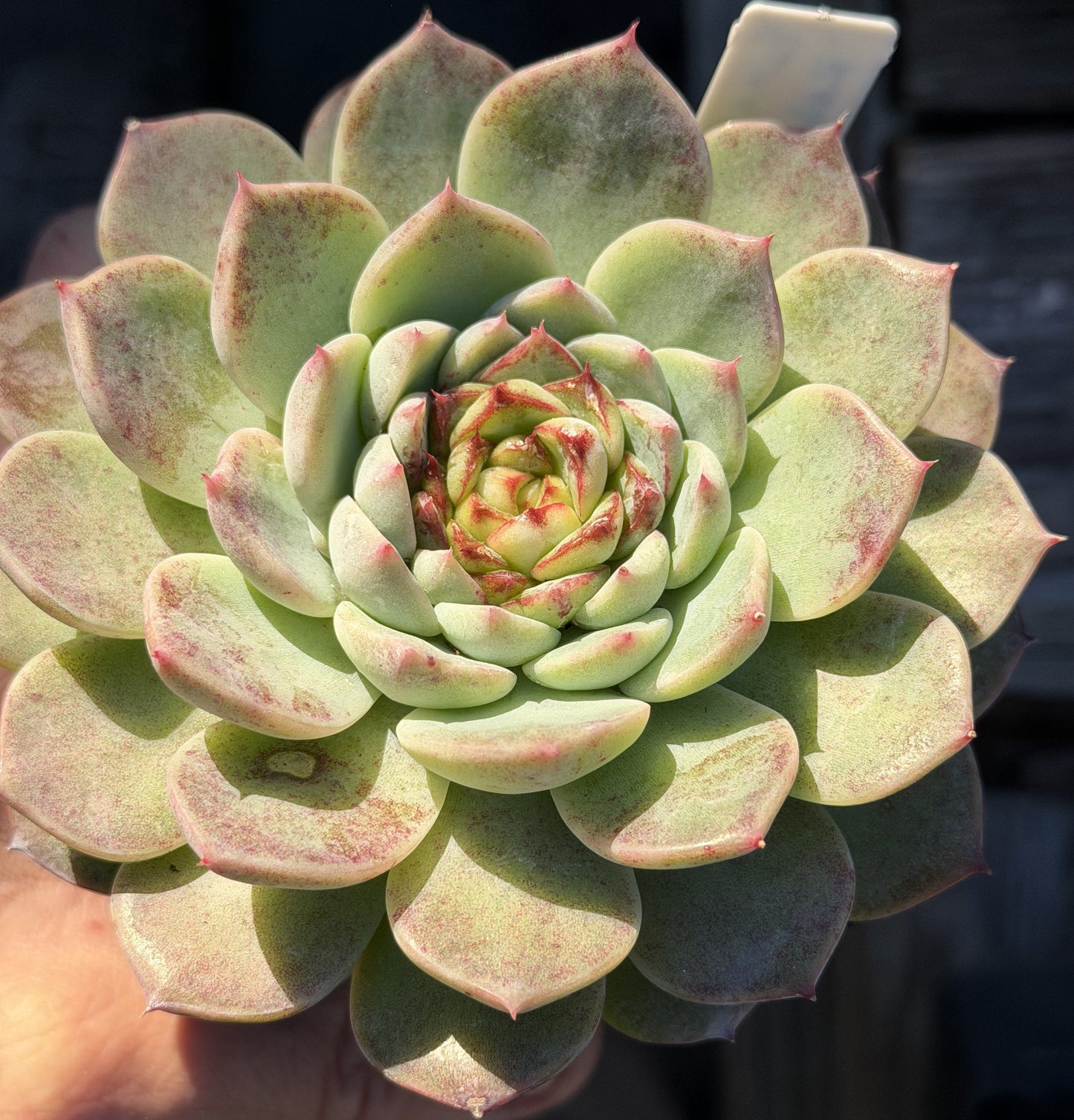 Echeveria 'Red Velvet' - Hens And Chicks - Ships in 3.5” pot