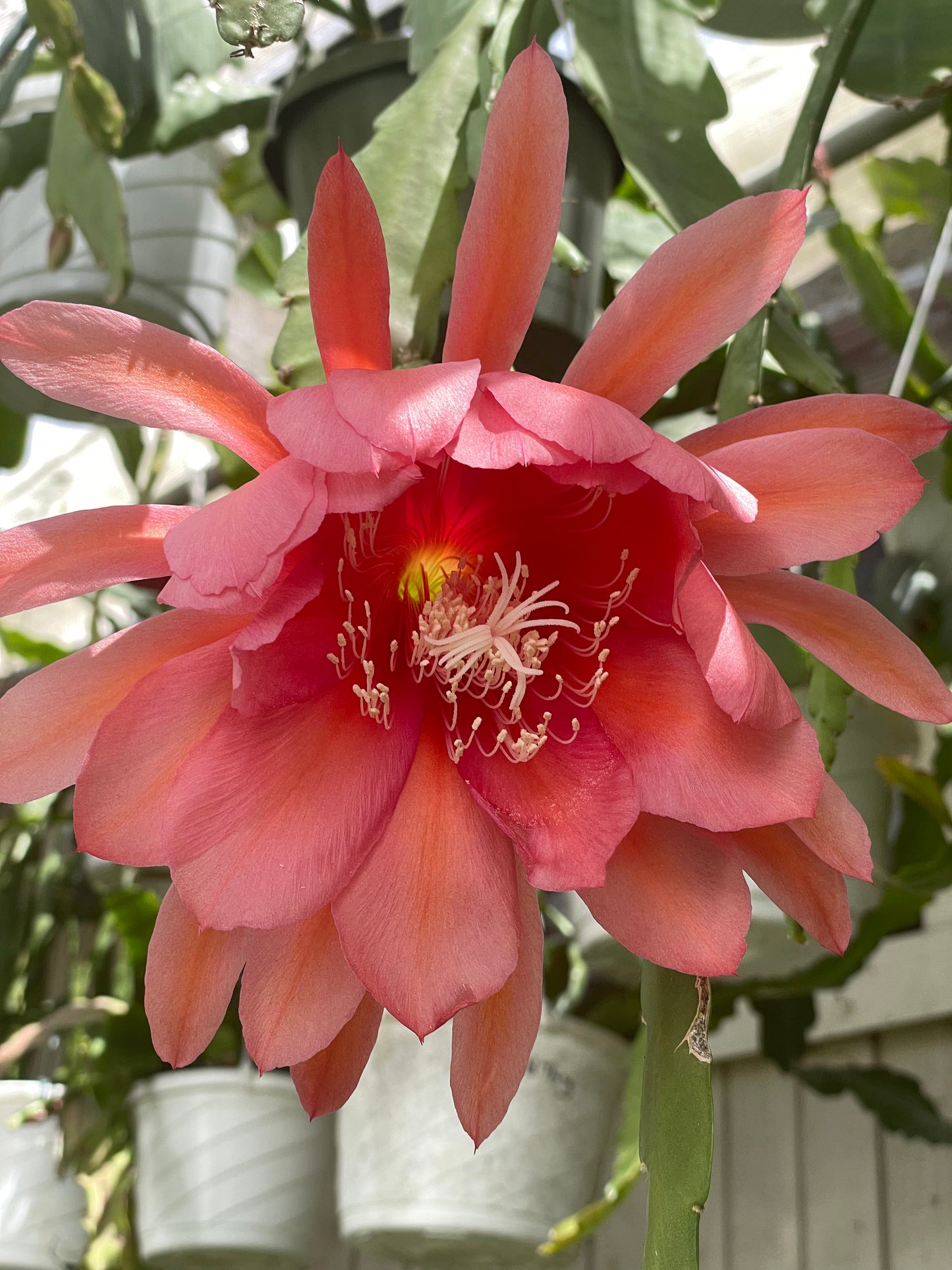 Epiphyllum Hybrid 'Ganesha' - Rooted 3" Starter Pot - Orchid Cactus