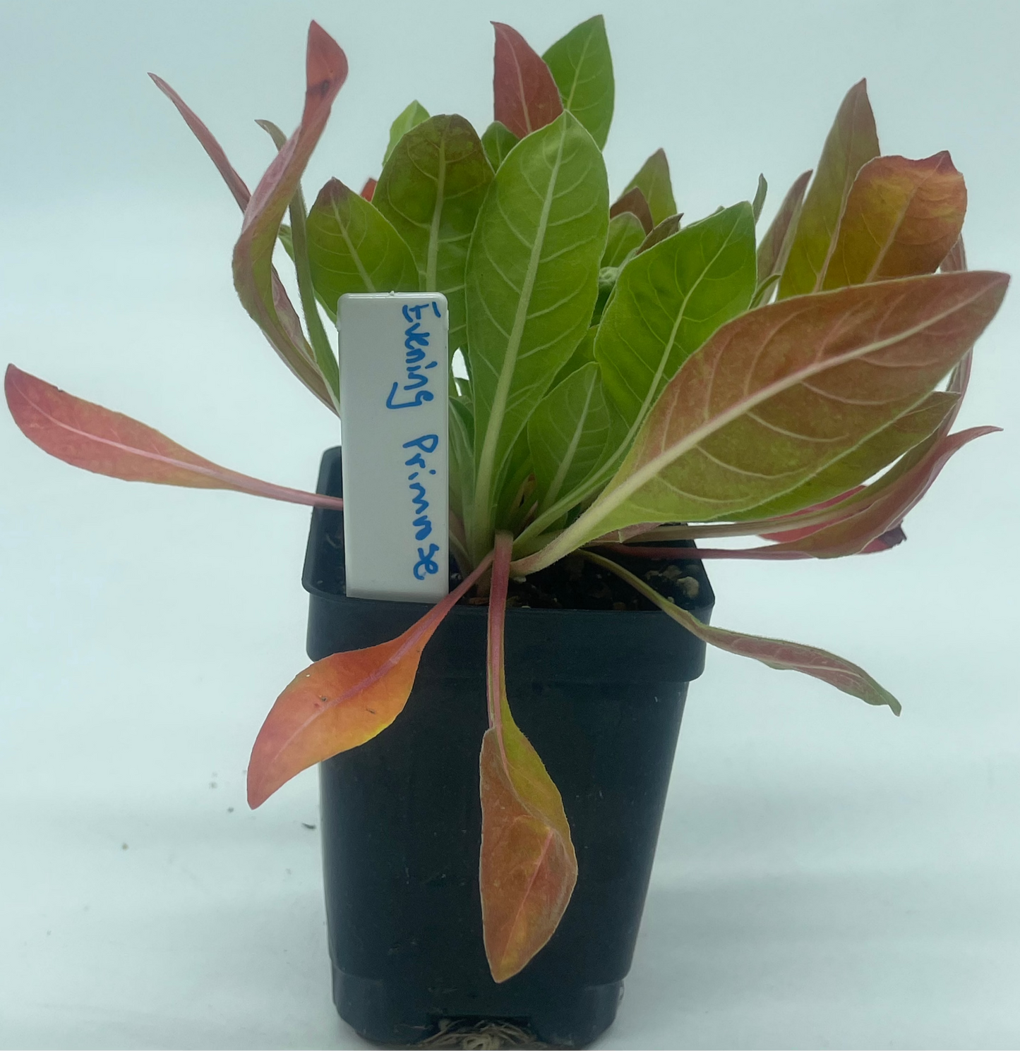 Evening Primrose Starter Plant - Oenothera Biennis - Ships In 3" Pot - No Shipping To California Or Arizona!