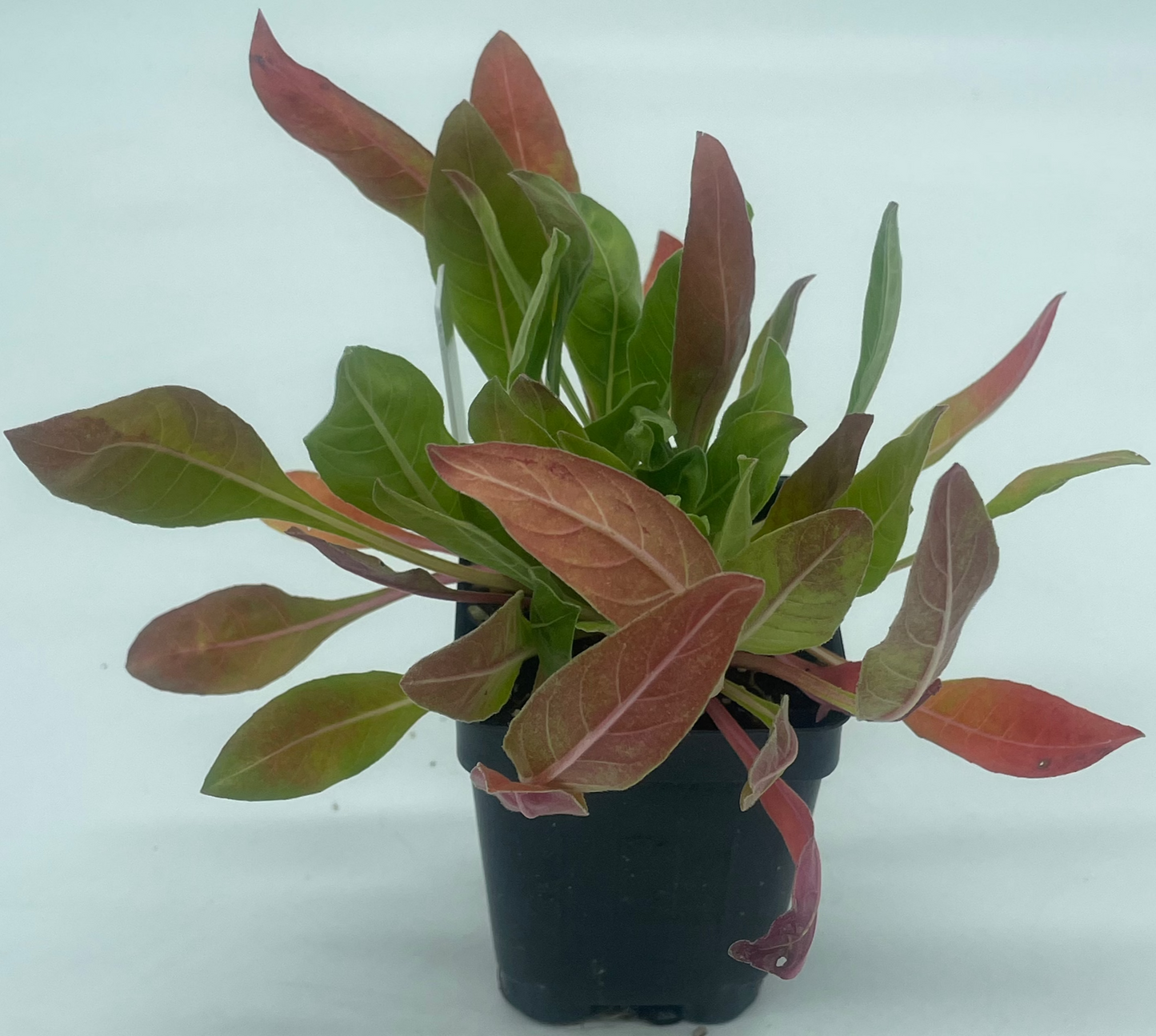 Evening Primrose Starter Plant - Oenothera Biennis - Ships In 3" Pot - No Shipping To California Or Arizona!