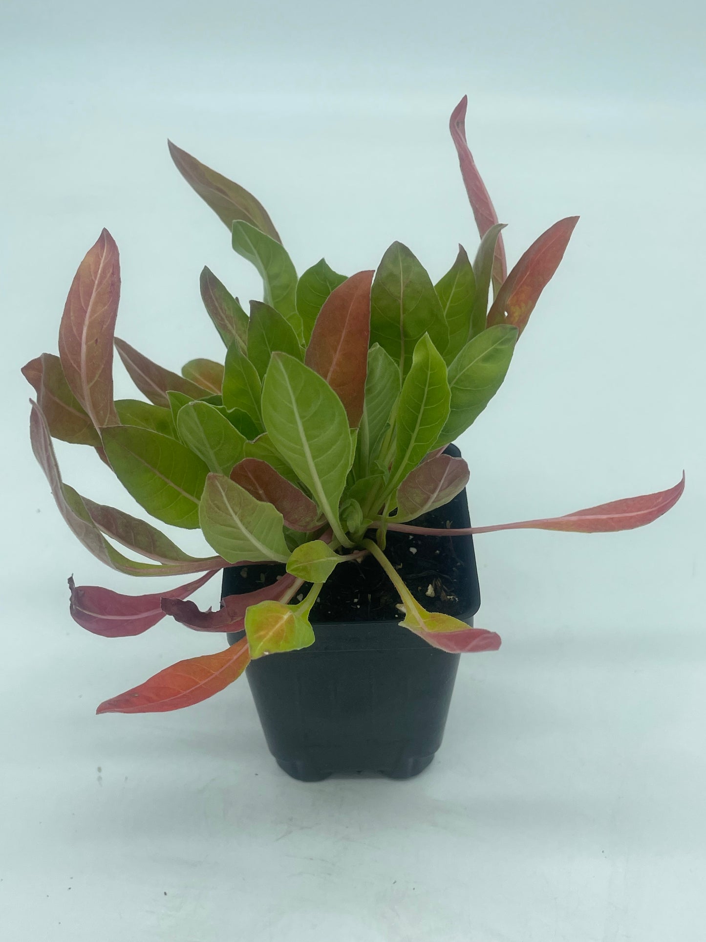 Evening Primrose Starter Plant - Oenothera Biennis - Ships In 3" Pot - No Shipping To California Or Arizona!