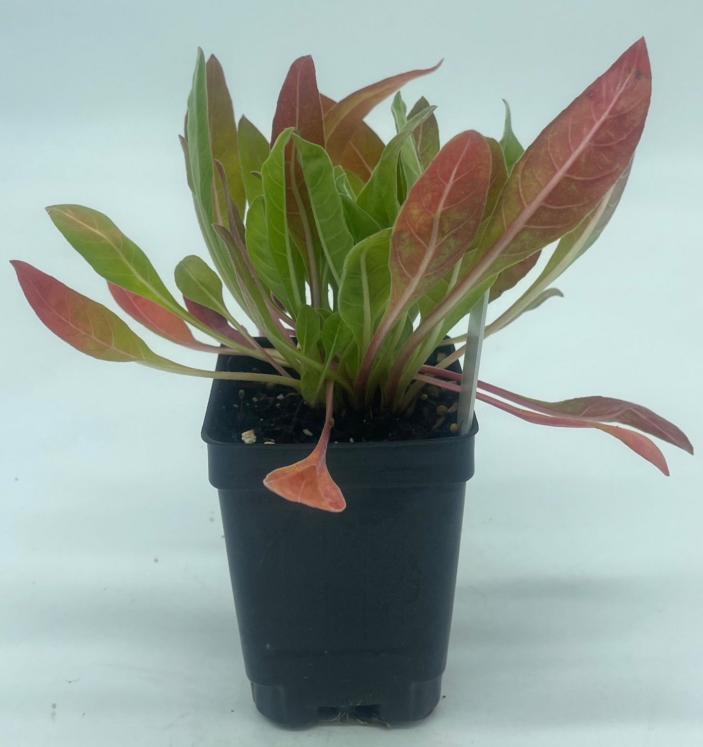 Evening Primrose Starter Plant - Oenothera Biennis - Ships In 3" Pot - No Shipping To California Or Arizona!