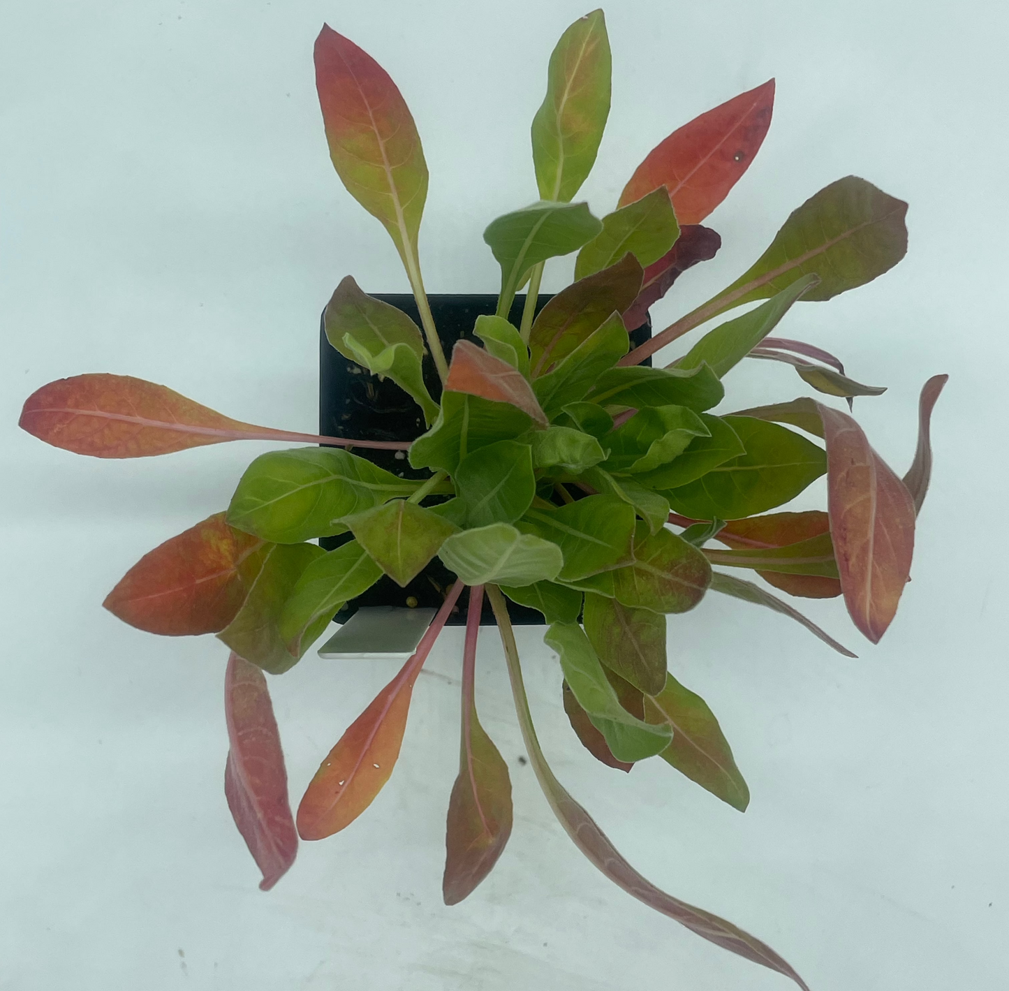 Evening Primrose Starter Plant - Oenothera Biennis - Ships In 3" Pot - No Shipping To California Or Arizona!