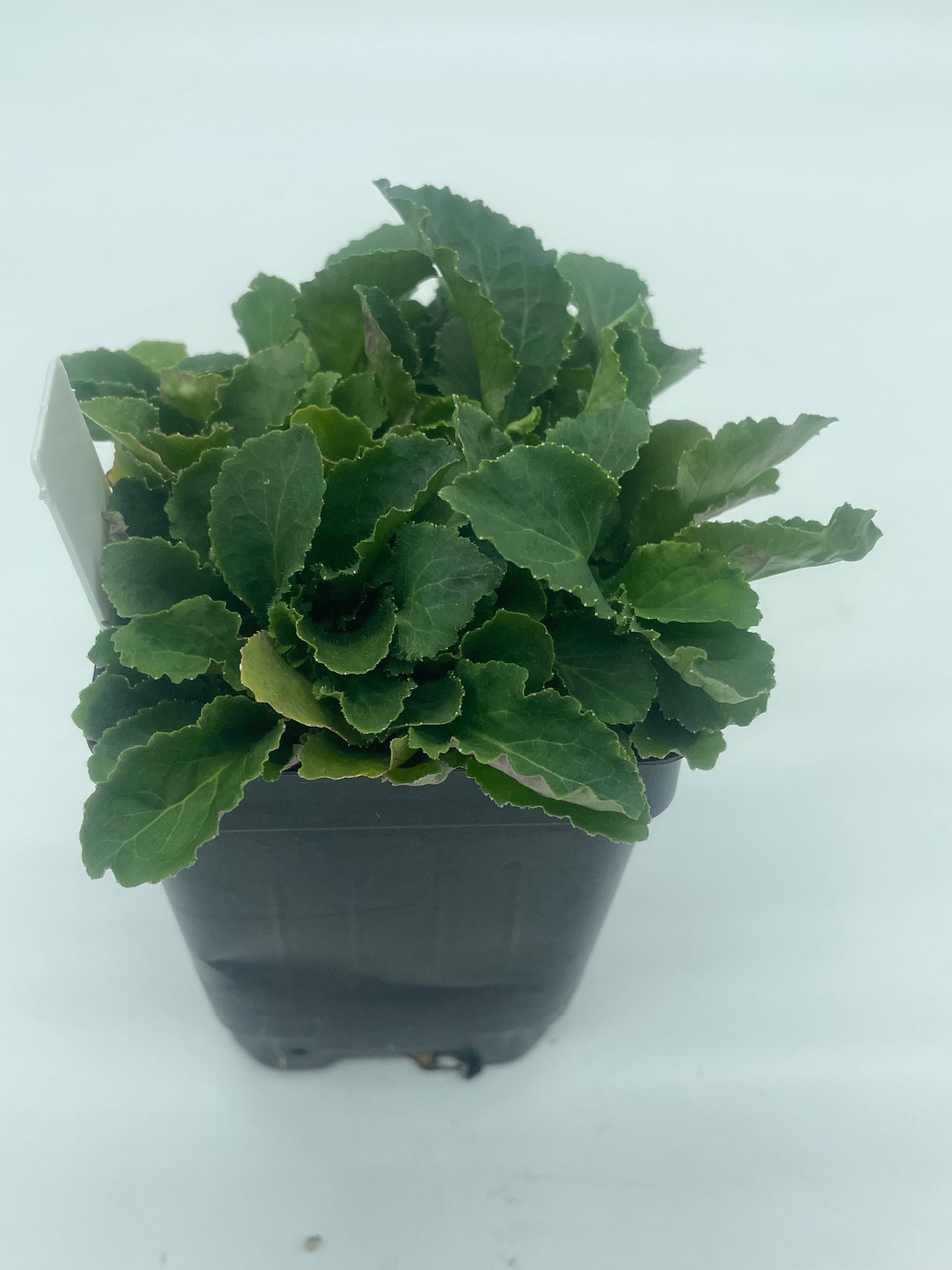 Lobelia, Indian Live 3" Starter Plant - Lobelia Inflata - No Shipping To California Or Arizona!