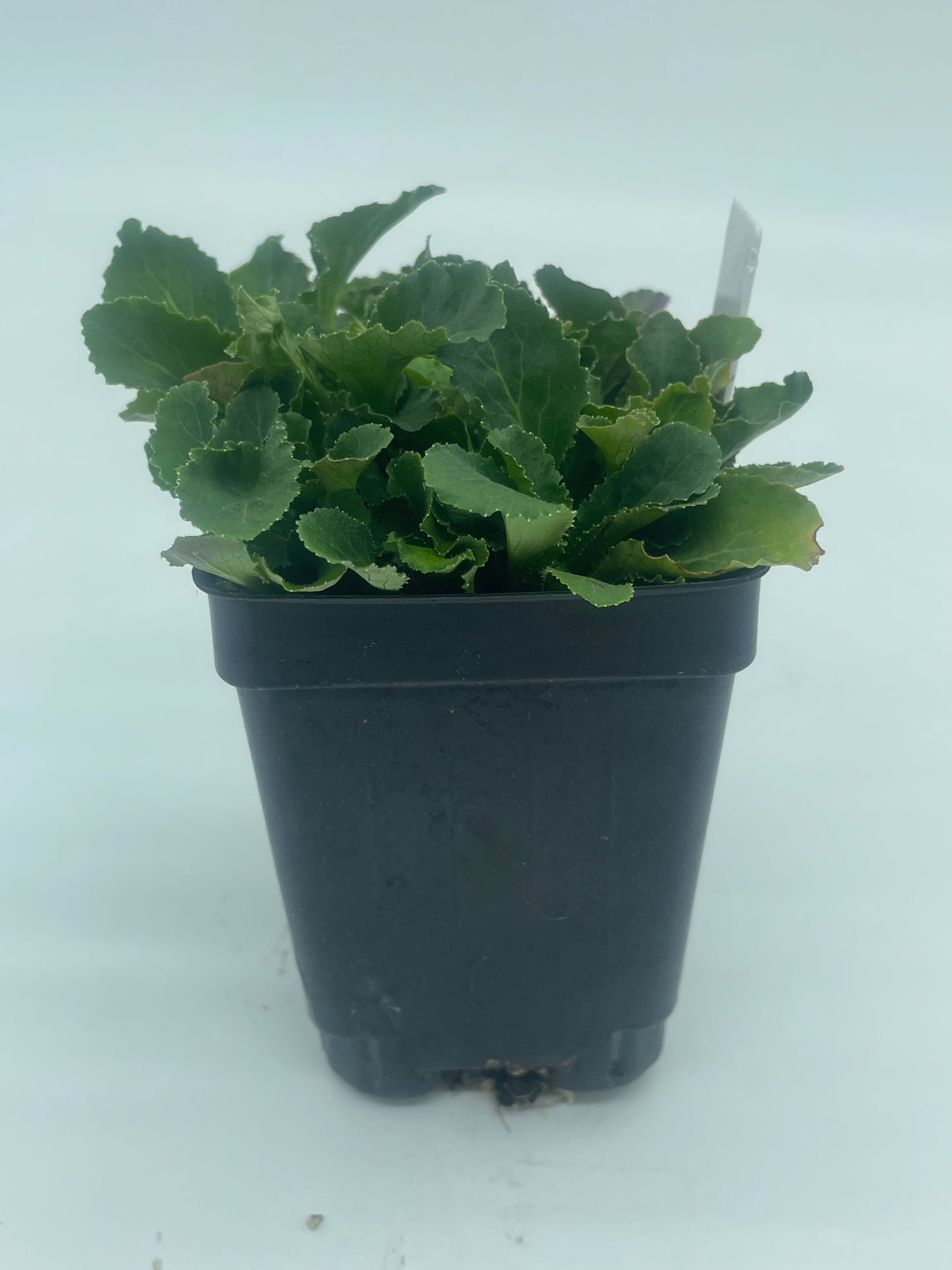 Lobelia, Indian Live 3" Starter Plant - Lobelia Inflata - No Shipping To California Or Arizona!