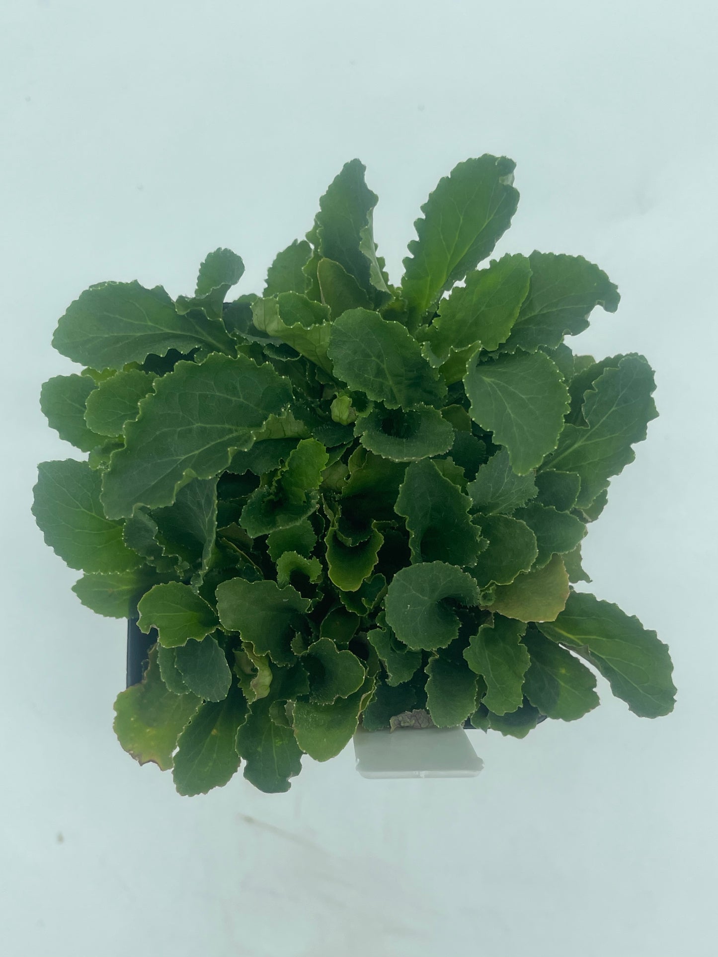 Lobelia, Indian Live 3" Starter Plant - Lobelia Inflata - No Shipping To California Or Arizona!