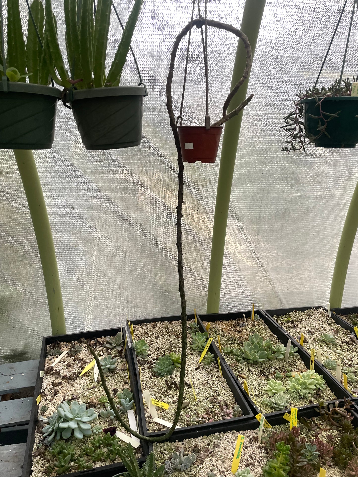 Ceropegia Stapeliformis Ssp Stapeliformis - VERY RARE! Rooted in 3.5" Pot