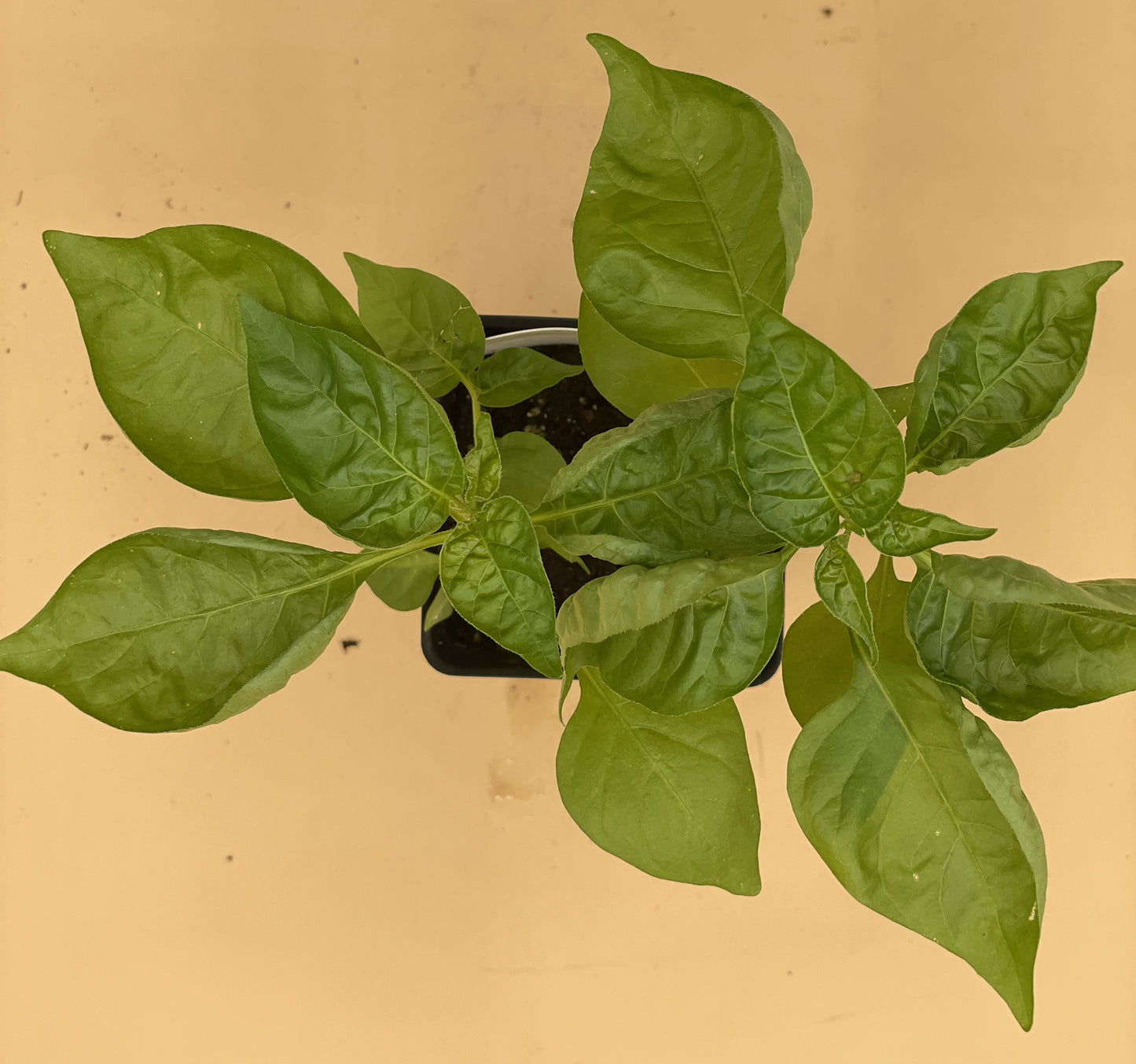 Datil Pepper 3" Live Starter Plant - Capsicum Chinense - St Augustine's Hot Treasure!