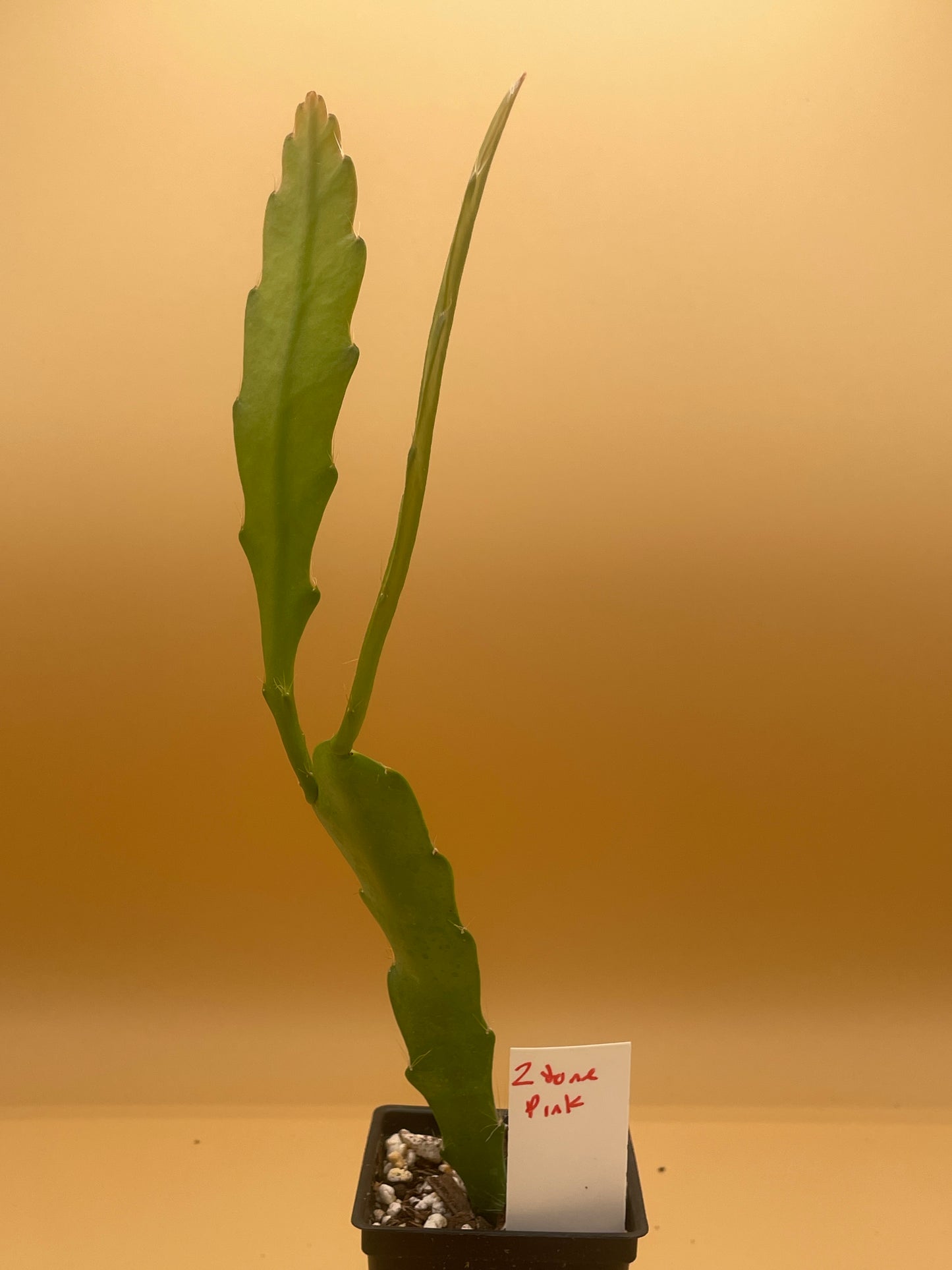 Epiphyllum Hybrid 'Nini's Two Toned Pink' 3" Starter Pot - Fully-Rooted
