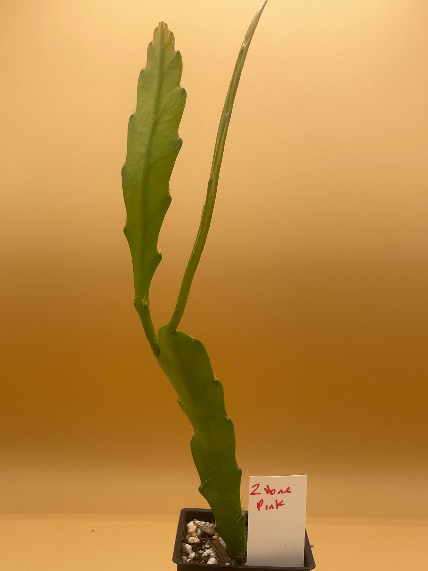 Epiphyllum Hybrid 'Nini's Two Toned Pink' 3" Starter Pot - Fully-Rooted