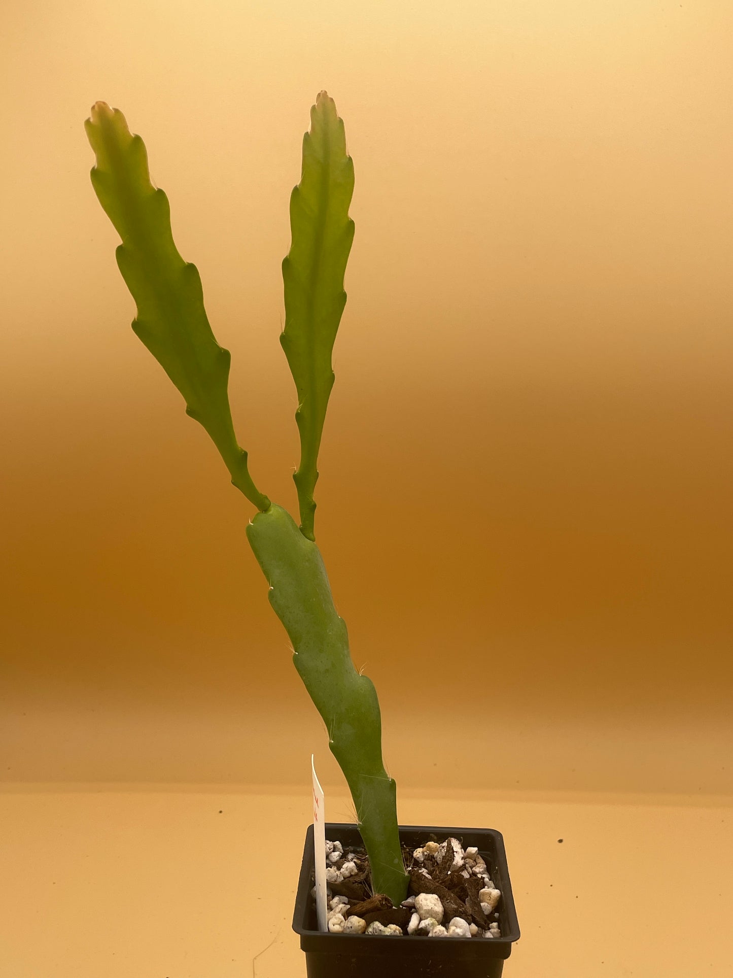 Epiphyllum Hybrid 'Nini's Two Toned Pink' 3" Starter Pot - Fully-Rooted