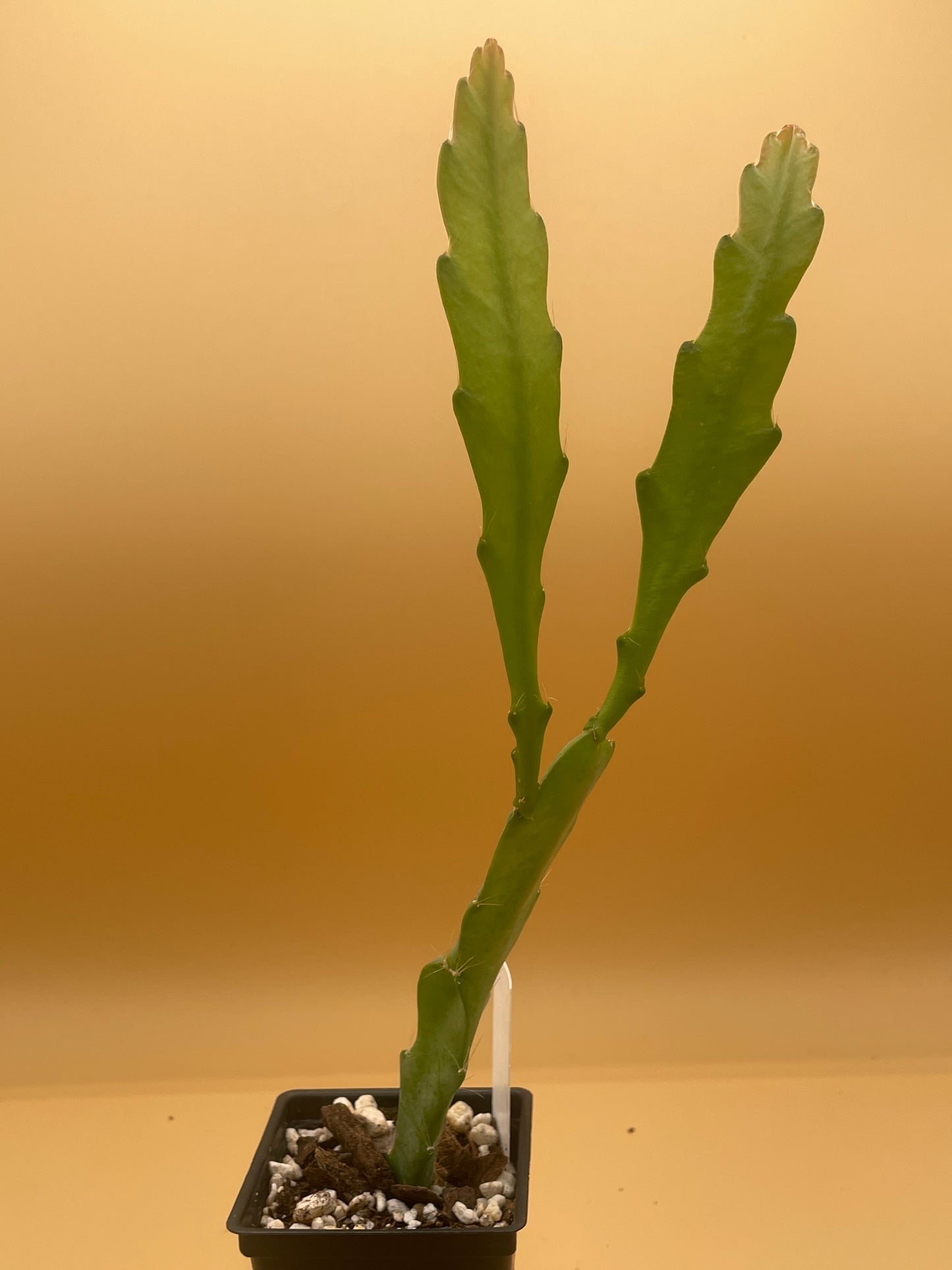 Epiphyllum Hybrid 'Nini's Two Toned Pink' 3" Starter Pot - Fully-Rooted