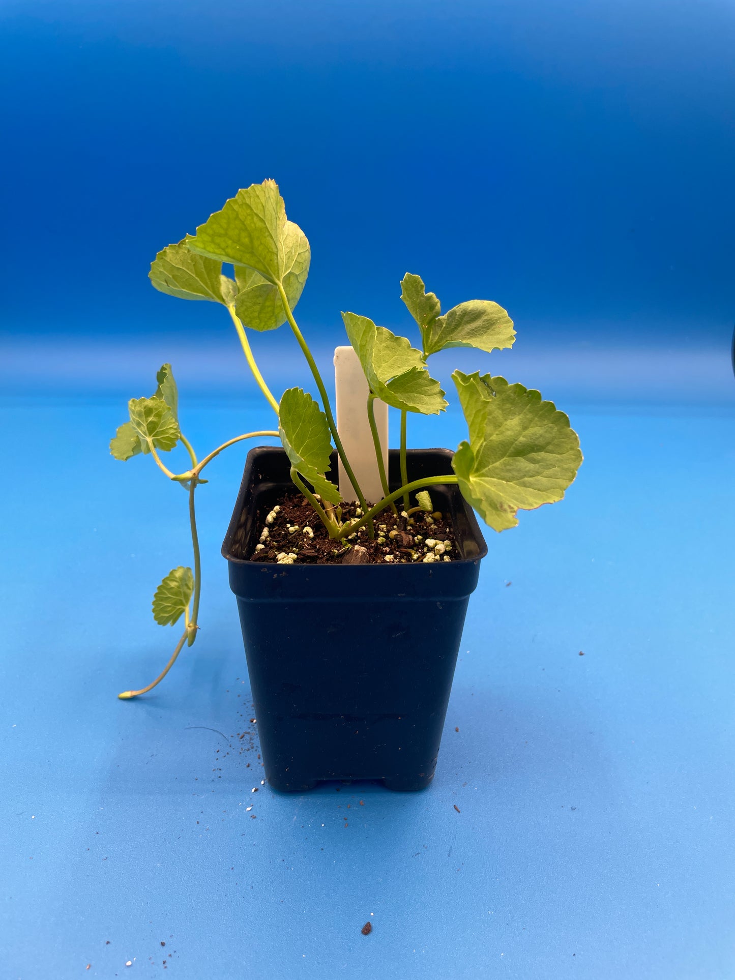 Gotu Kola Starter Plant , 3" Pot , Centella Asiatica, Herbs , Useful Plants - No Shipping To California Or Arizona!