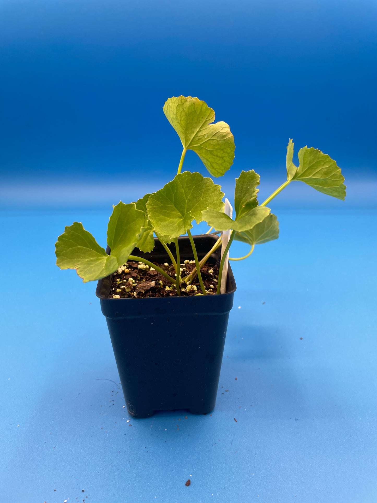 Gotu Kola Starter Plant , 3" Pot , Centella Asiatica, Herbs , Useful Plants - No Shipping To California Or Arizona!