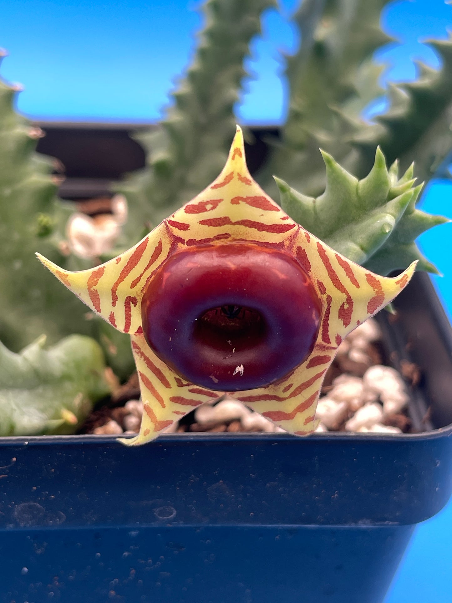Life saver Cactus - Rooted in 3.5" Pot - Flowering Size Huernia Zebrina